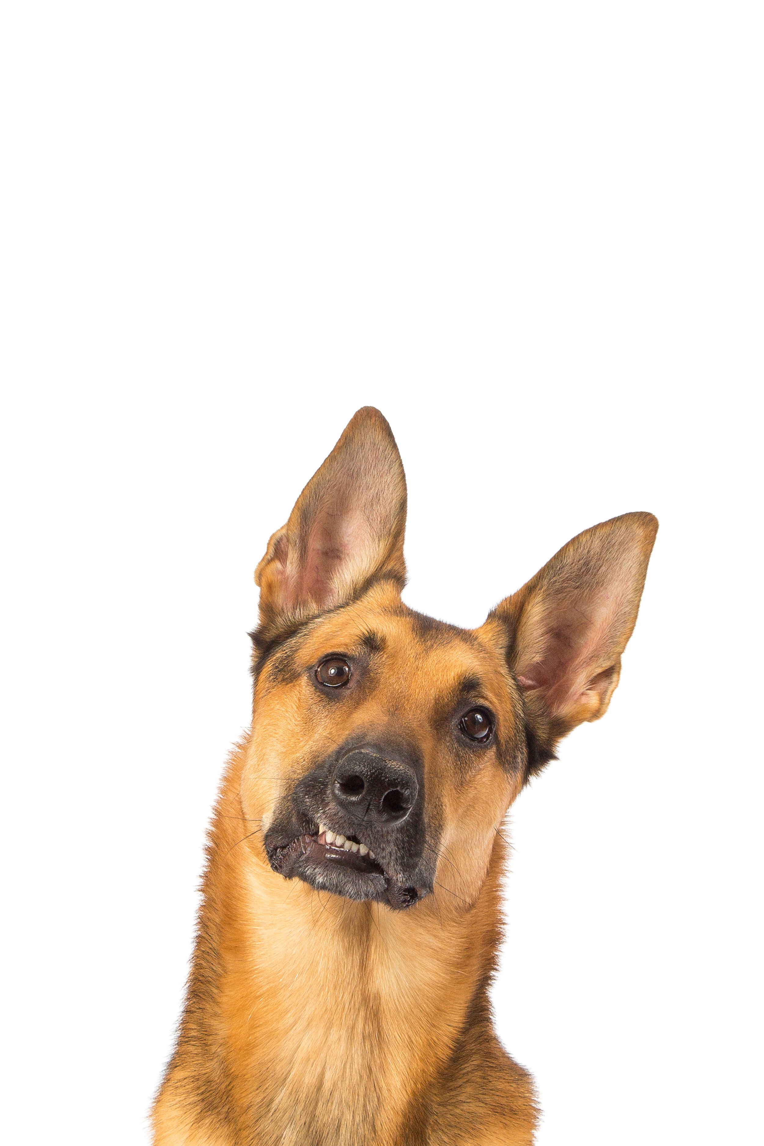 German shepherd.jpeg
