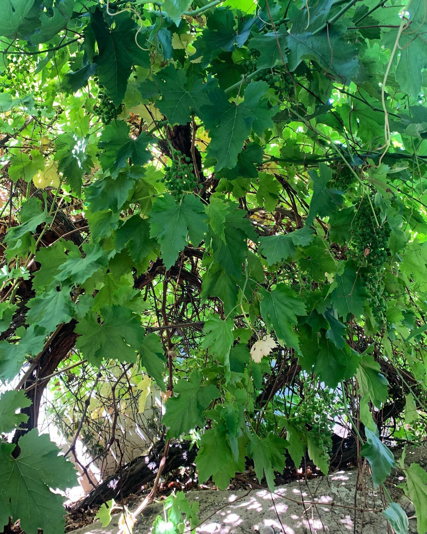 In a secret spot in La Maison a grapevine canopy grows. Summer grapes, organically grown. #lamaisonpalmsprings #desertliving #springheat #deepwellestates #grapevine