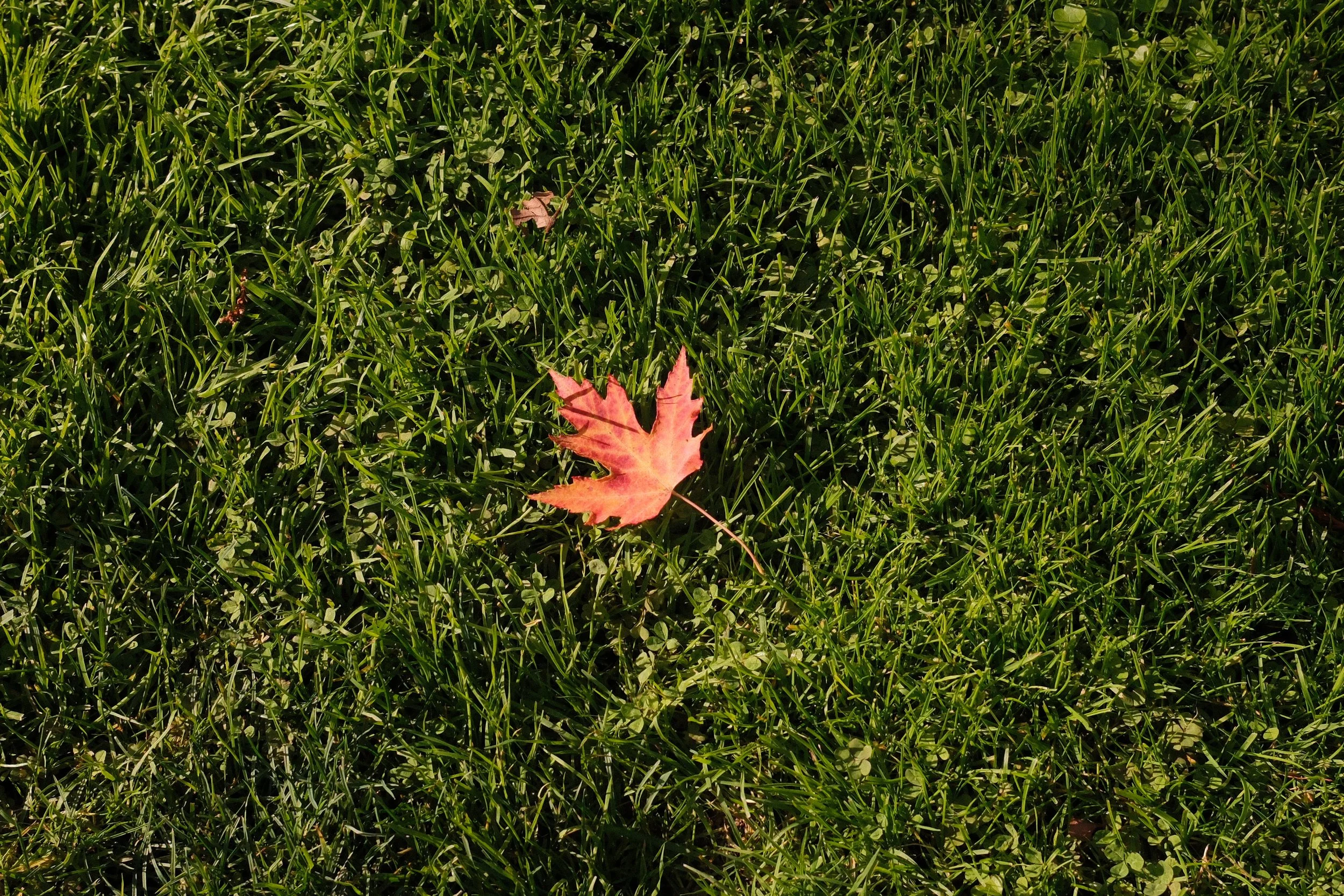 DSCF2361.jpg