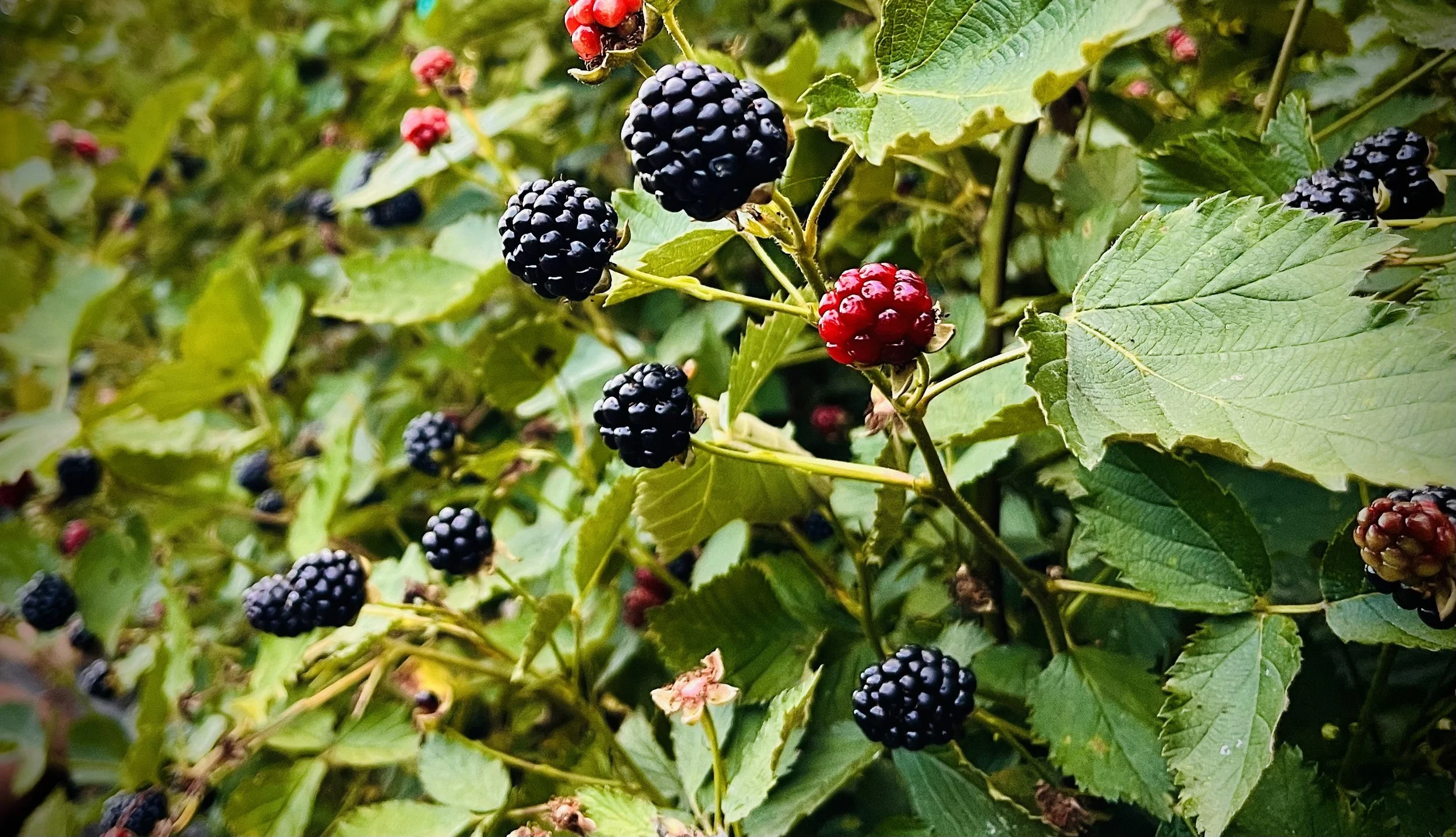 Opening day for U-Pick and farm tours