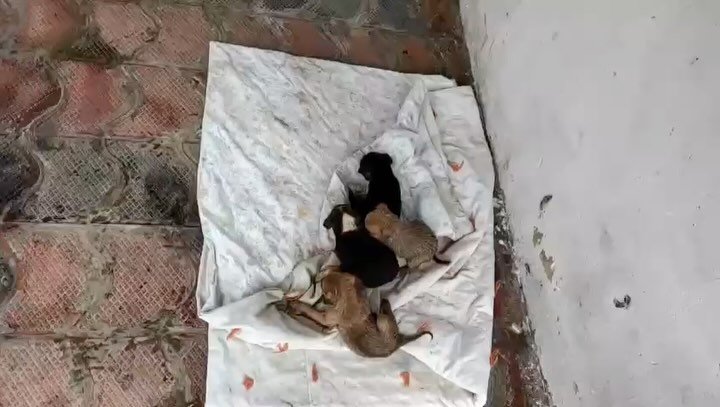 Thank you to Gyamtso La the owner at Ocean Supermarket 1st Camp Bylakuppe for your compassionate act towards these precious puppies. The four little pups are all safe now here at our shelter. You are a real hero🙏🐶