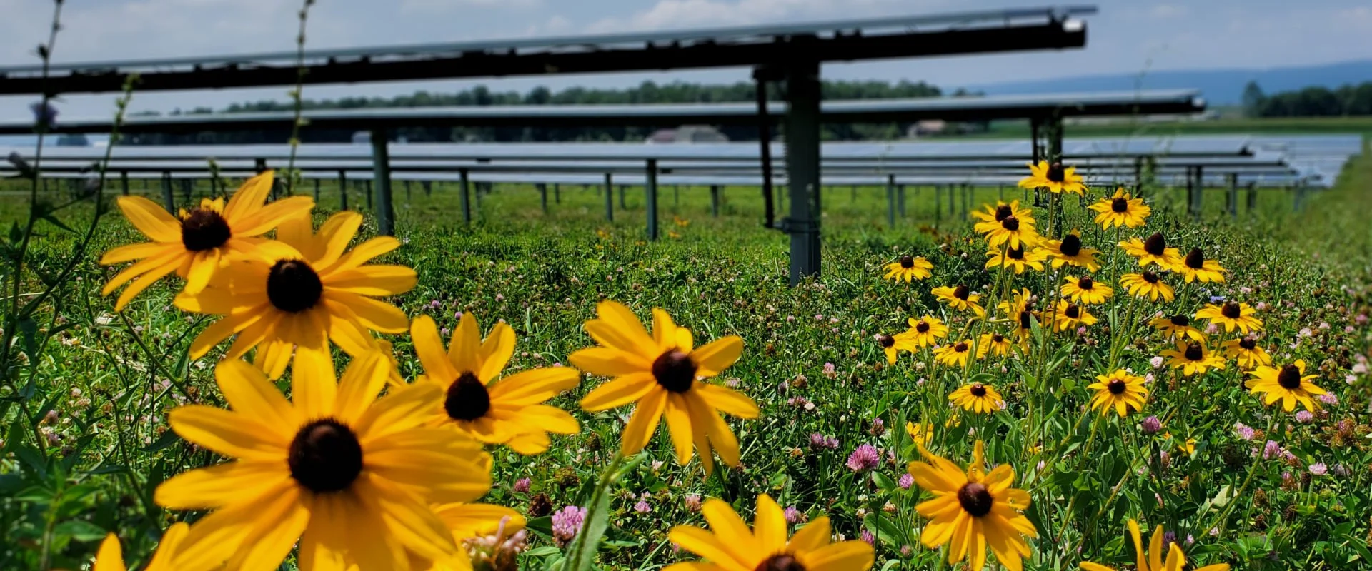 Pollinator habitat.jpg