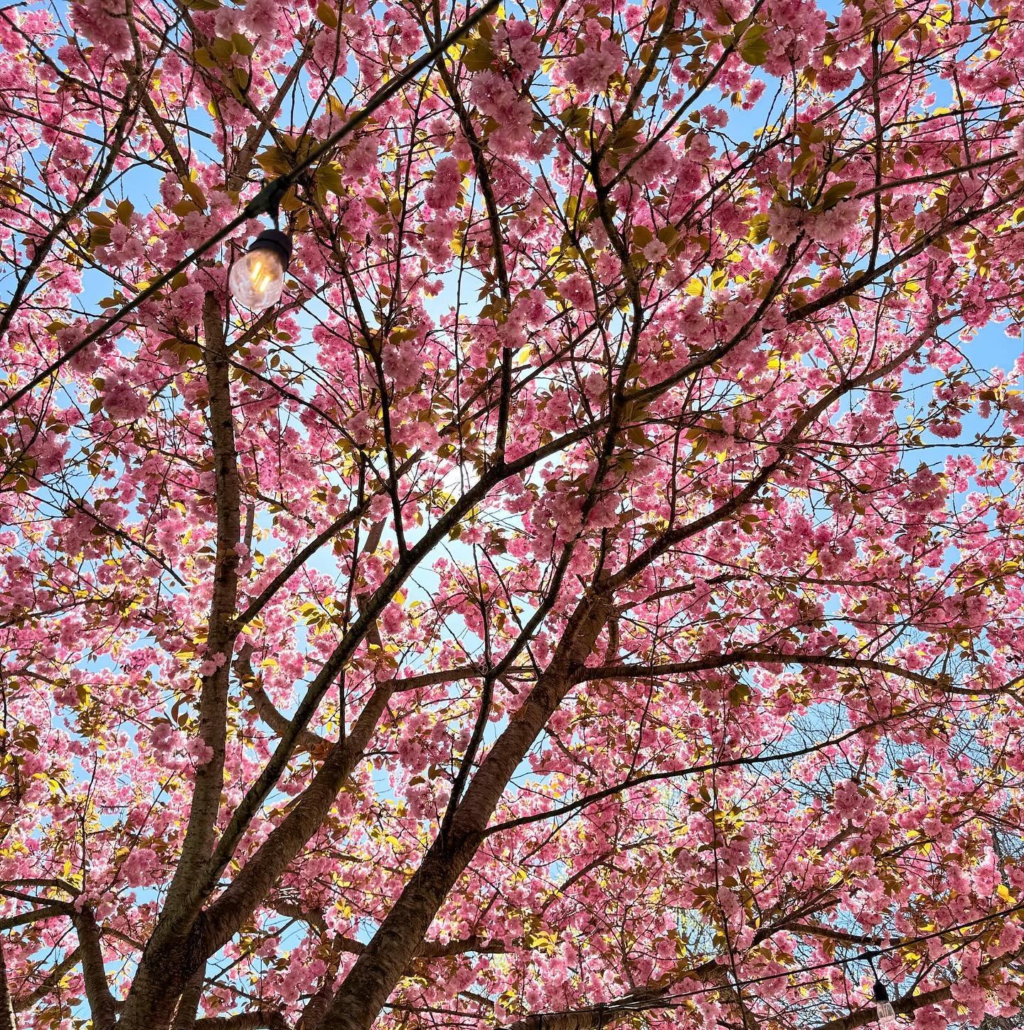 🌸 Lucky us to have Talleyrand Park to enjoy on Earth Day! How did you spend this ☀️👌 day?! 💚🌎🌿

📍Bellefonte, PA

#earthday #shopsustainably #ecofriendly #gogreen #shoplocal #artisanmade #uniquefinds #bellefontepa #lovebft #shopbellemercantile #