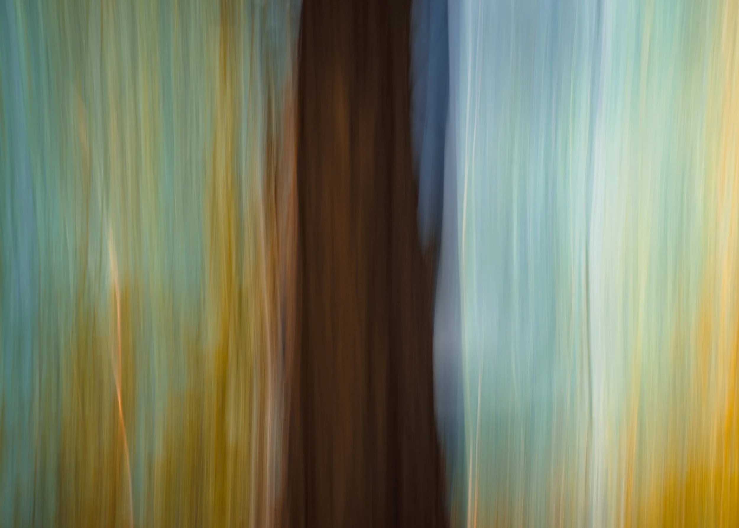 _DSC7541-Editgorhdieforshowtree56gjpg.jpg