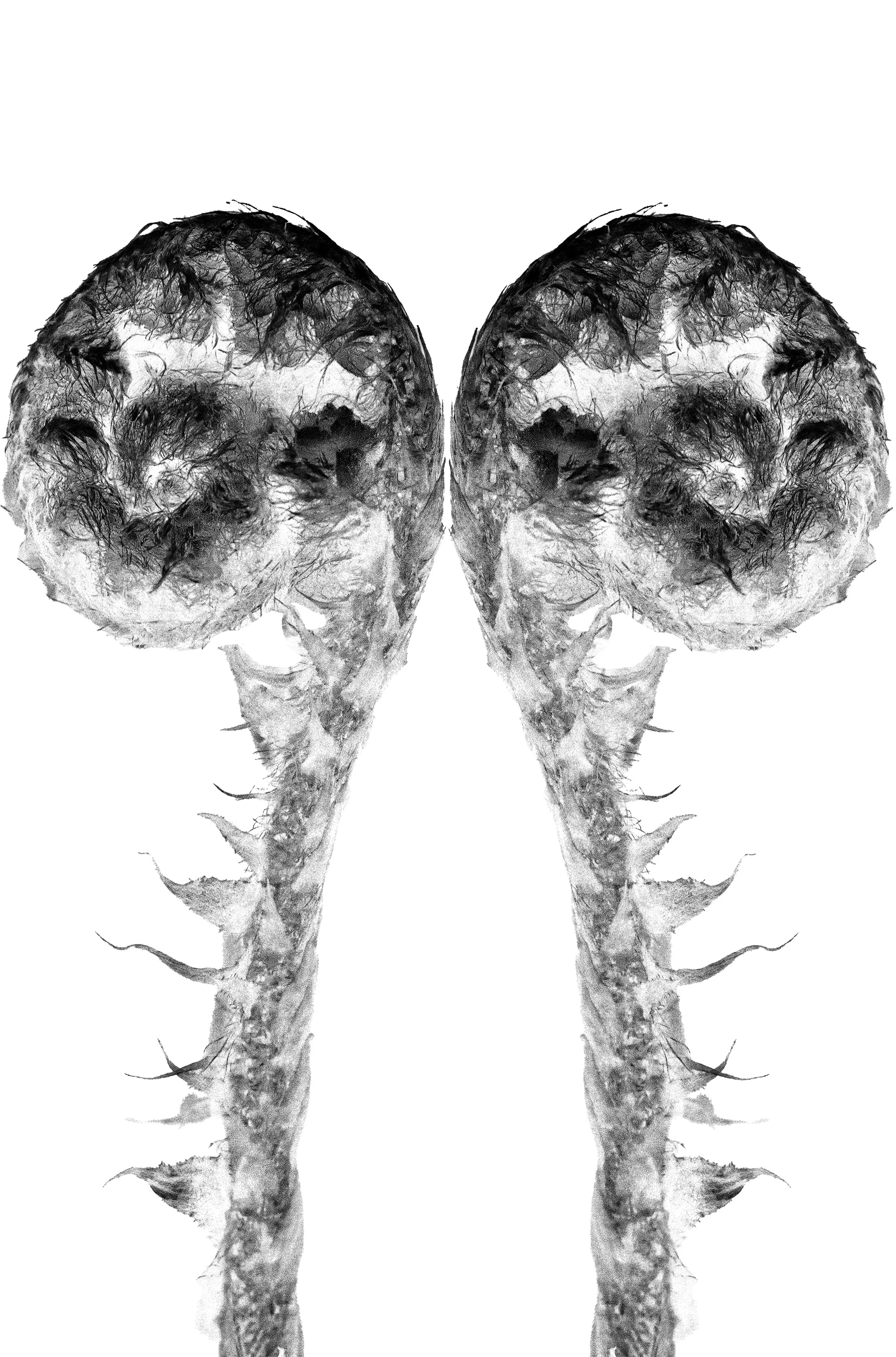 fiddleheadsingleforprint1a-jpg.jpg