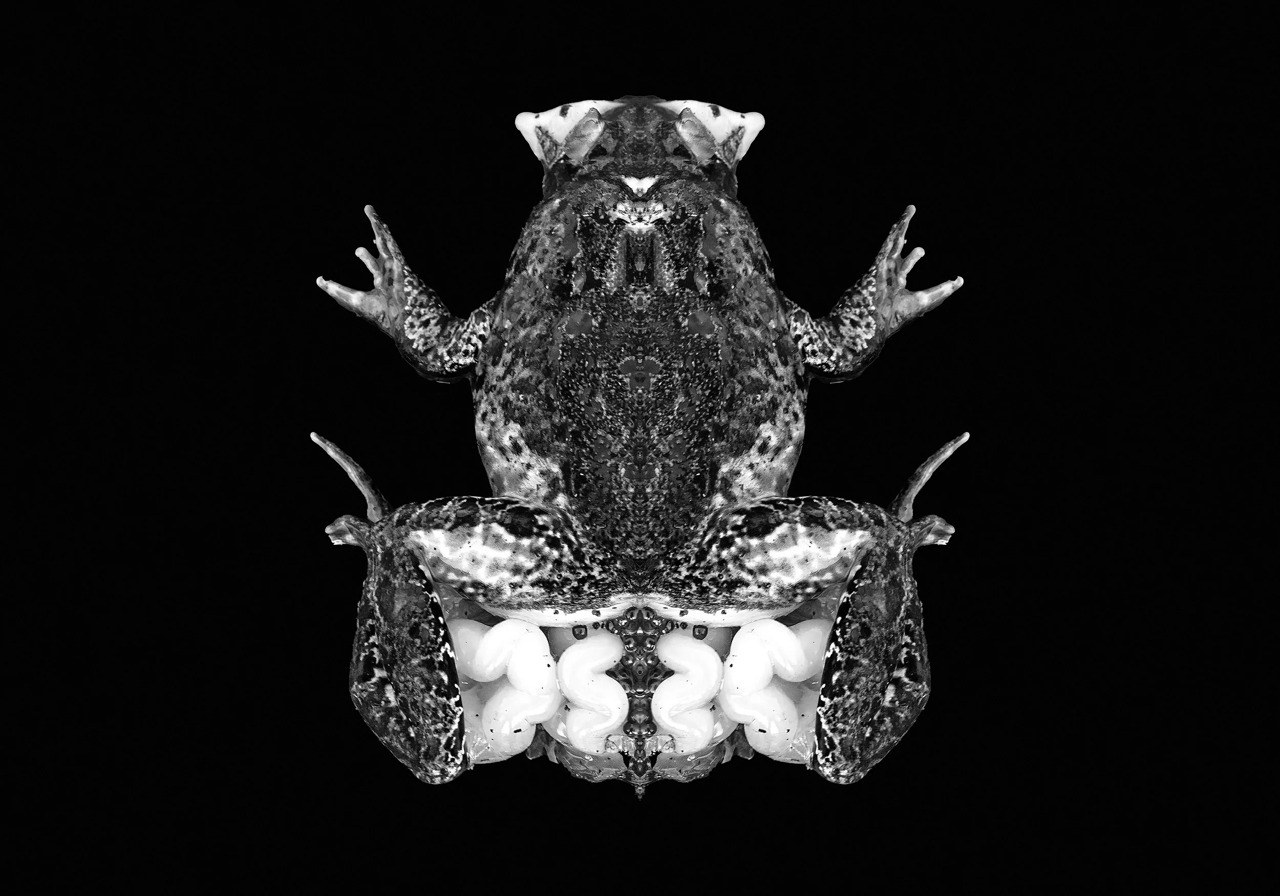 dead frogsplitandblackwhite-1a jpg.jpg