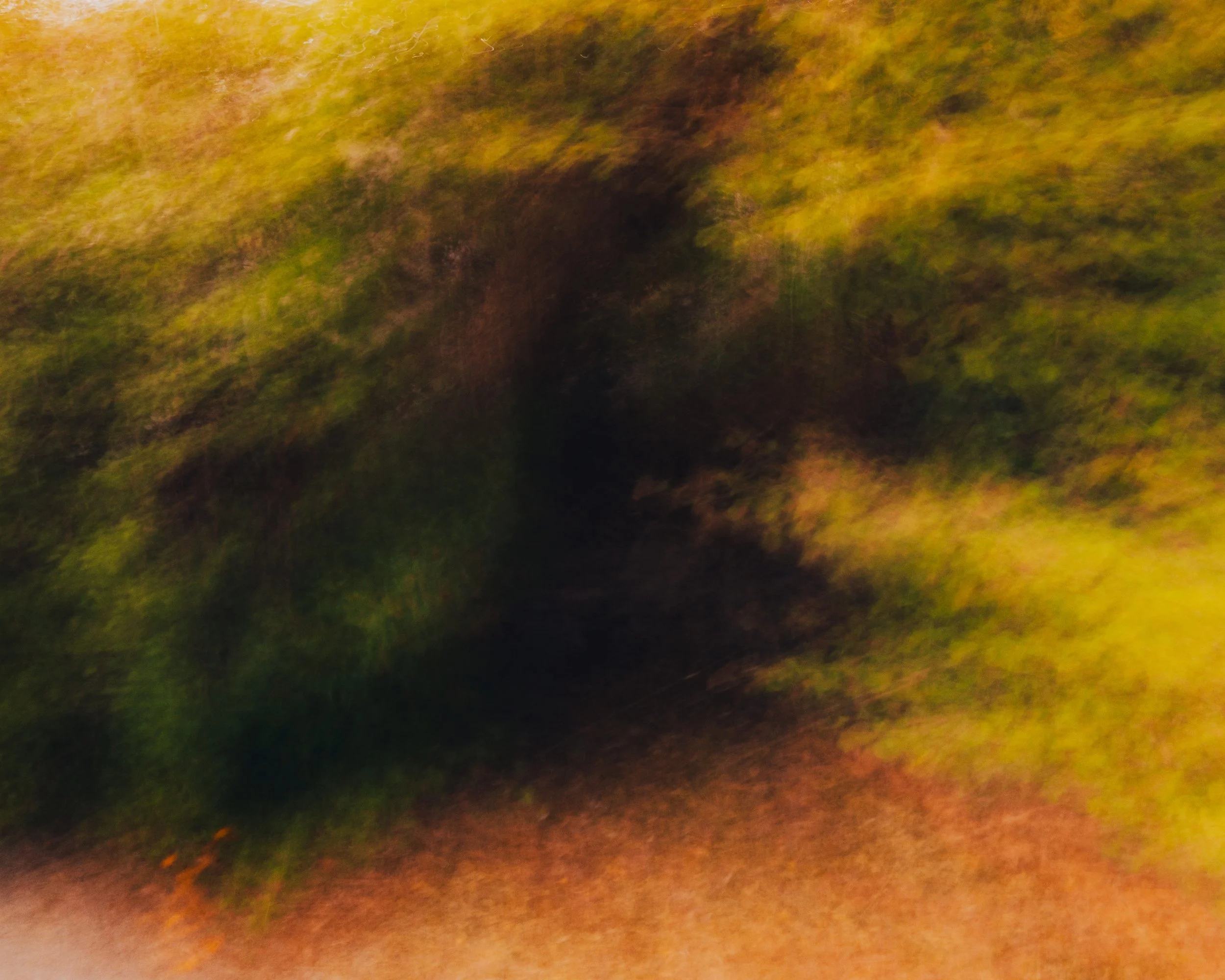 _DSC7312-Edit-woods-trees-qqwoepjpg.jpg