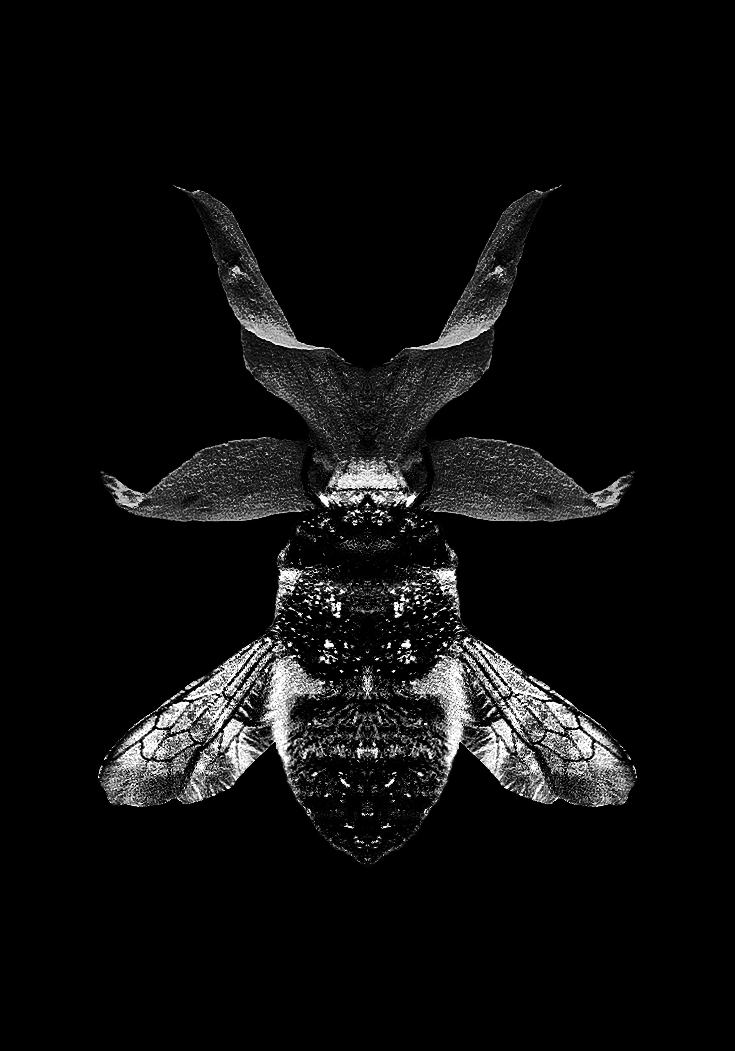 beeduplicatedonflowerblackandwhite1a jpg.jpg