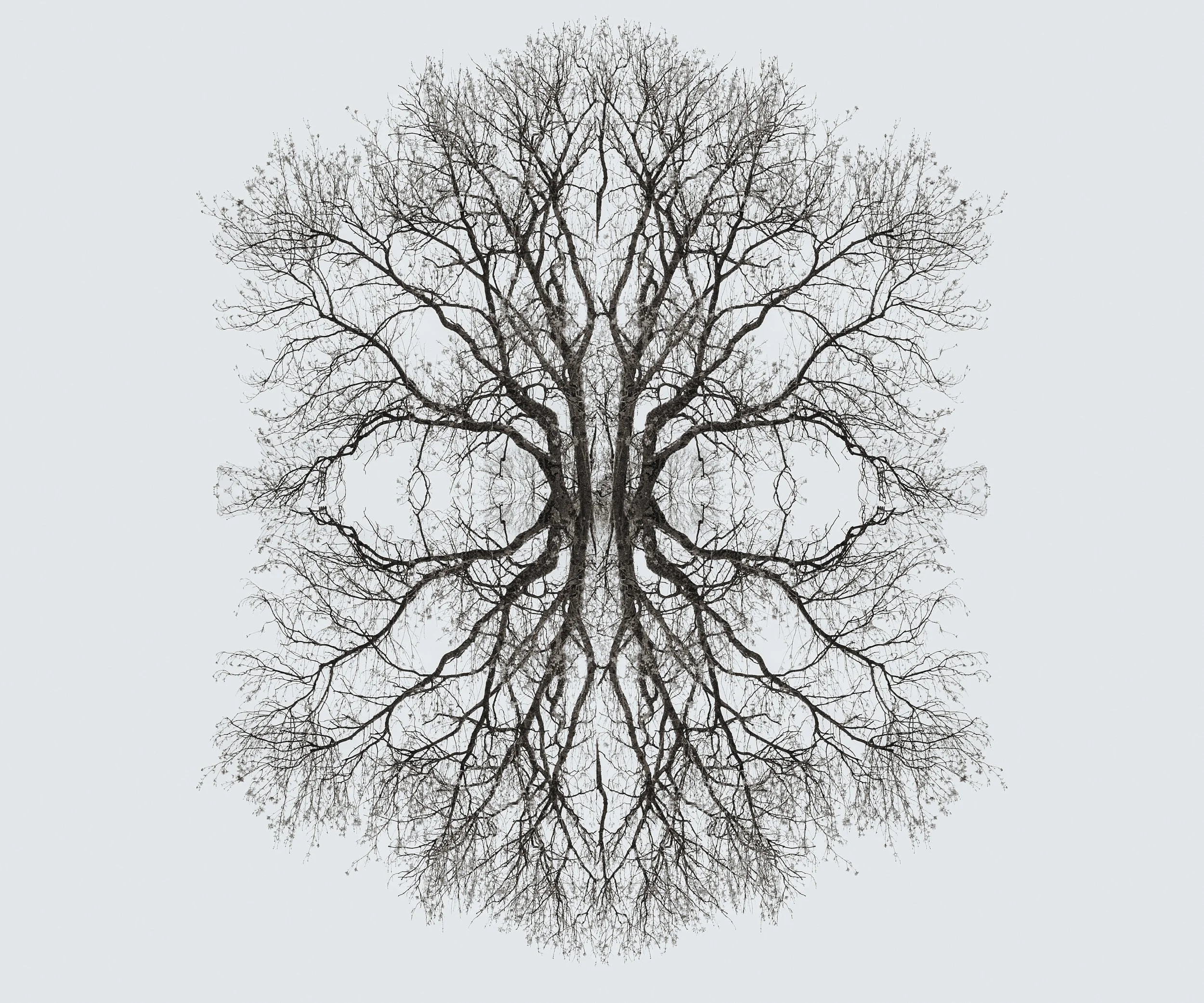 face tree 1asdfinal jpg.jpg