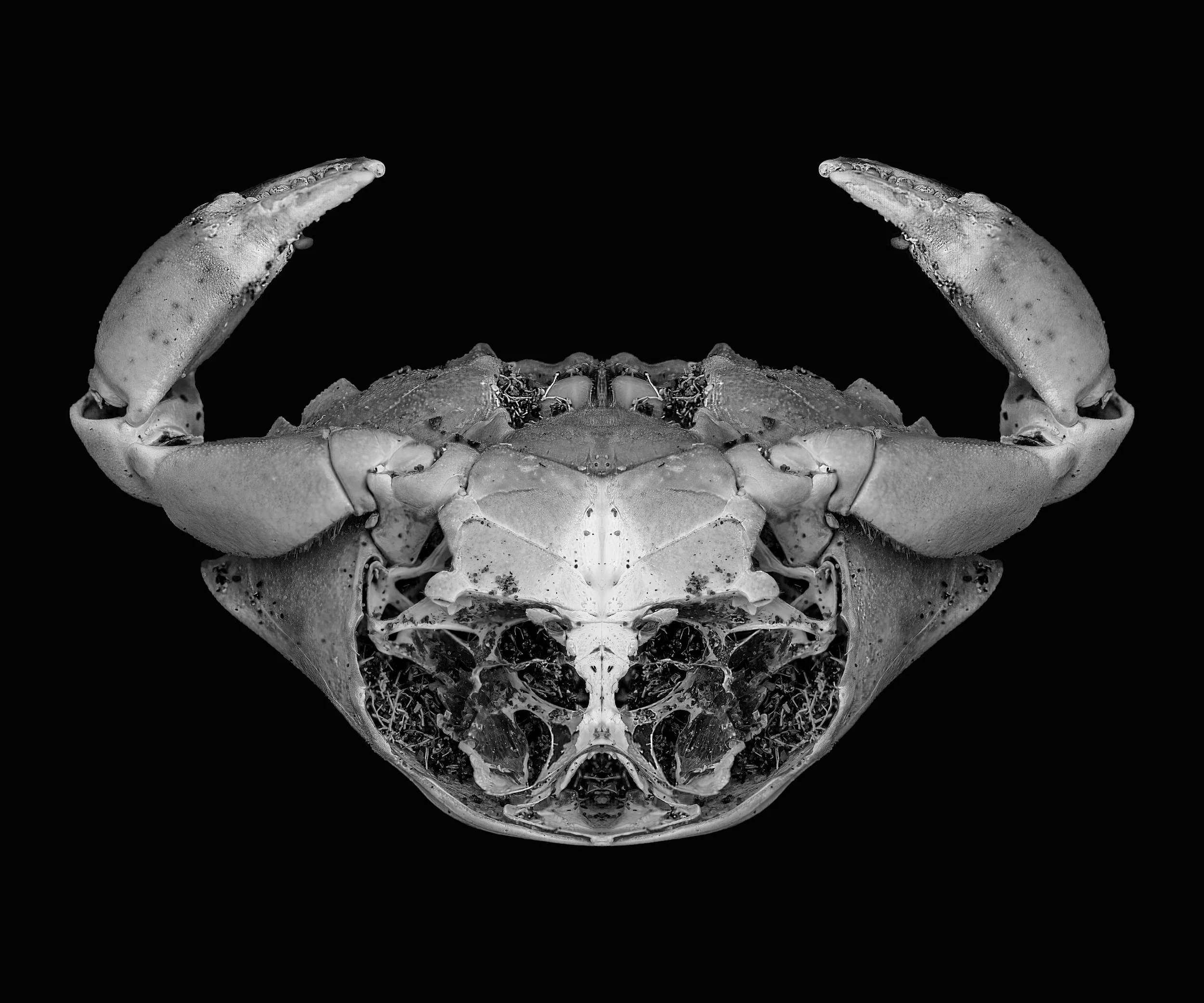 crabdeadduplicated-1asdam jpg.jpg