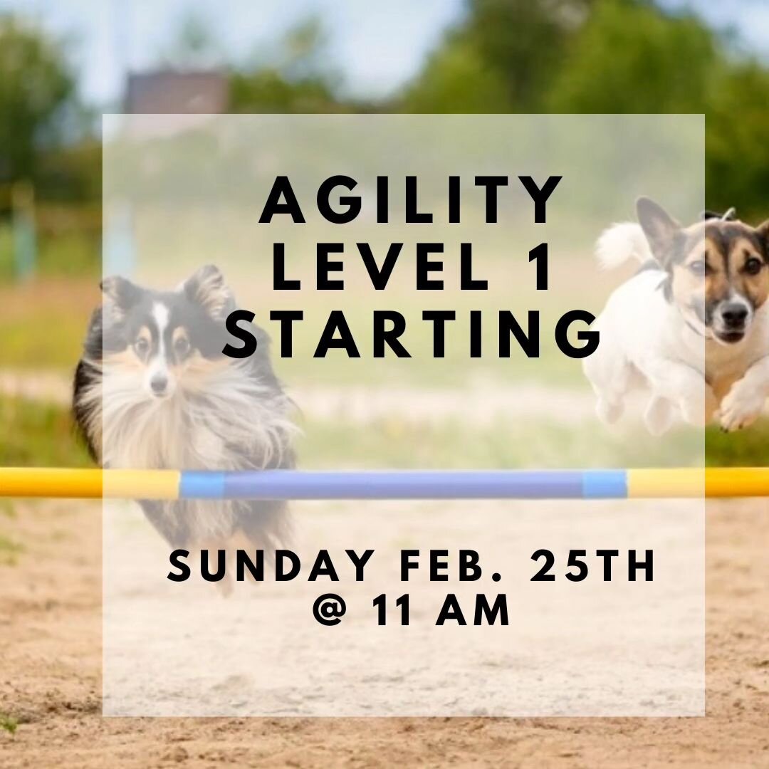 In Agility for fun, this five-week class is designed to be a foundation skills class to prepare the dog and handler for the sport of agility. Your dog should have some prior experience with basic obedience and be fairly comfortable and focused in a g