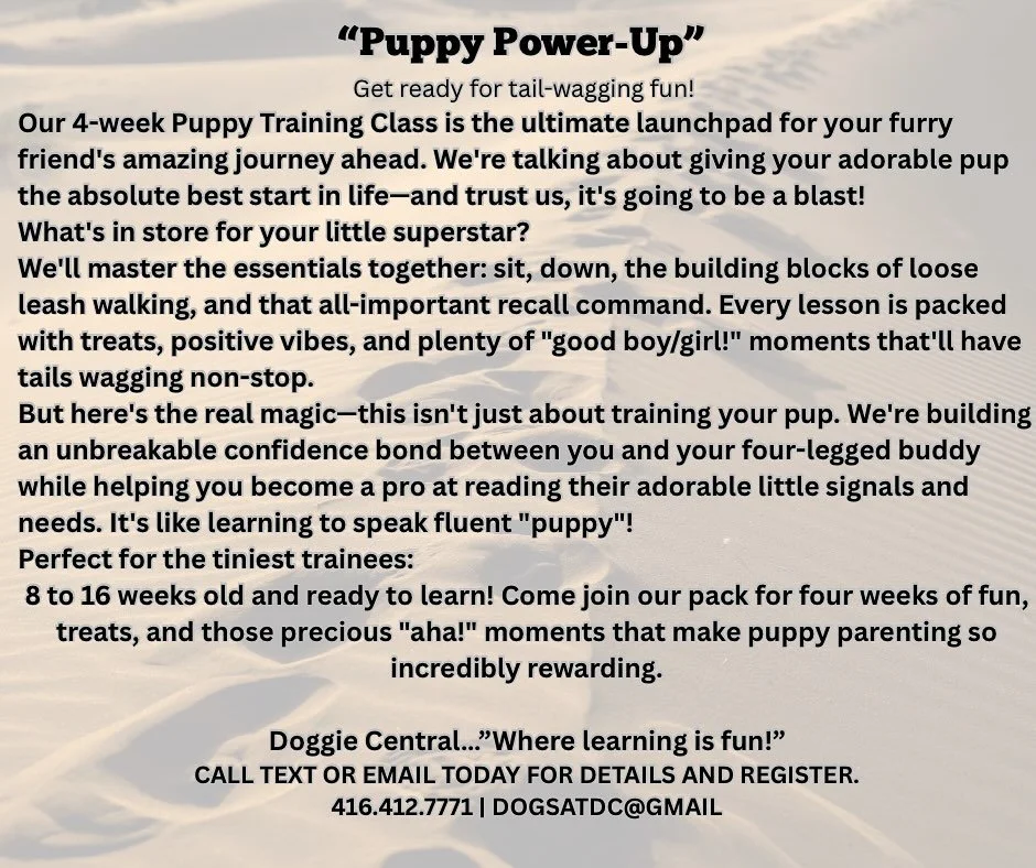 4 week Puppy course starts Wednesday October 1st 7:30-8:30pm