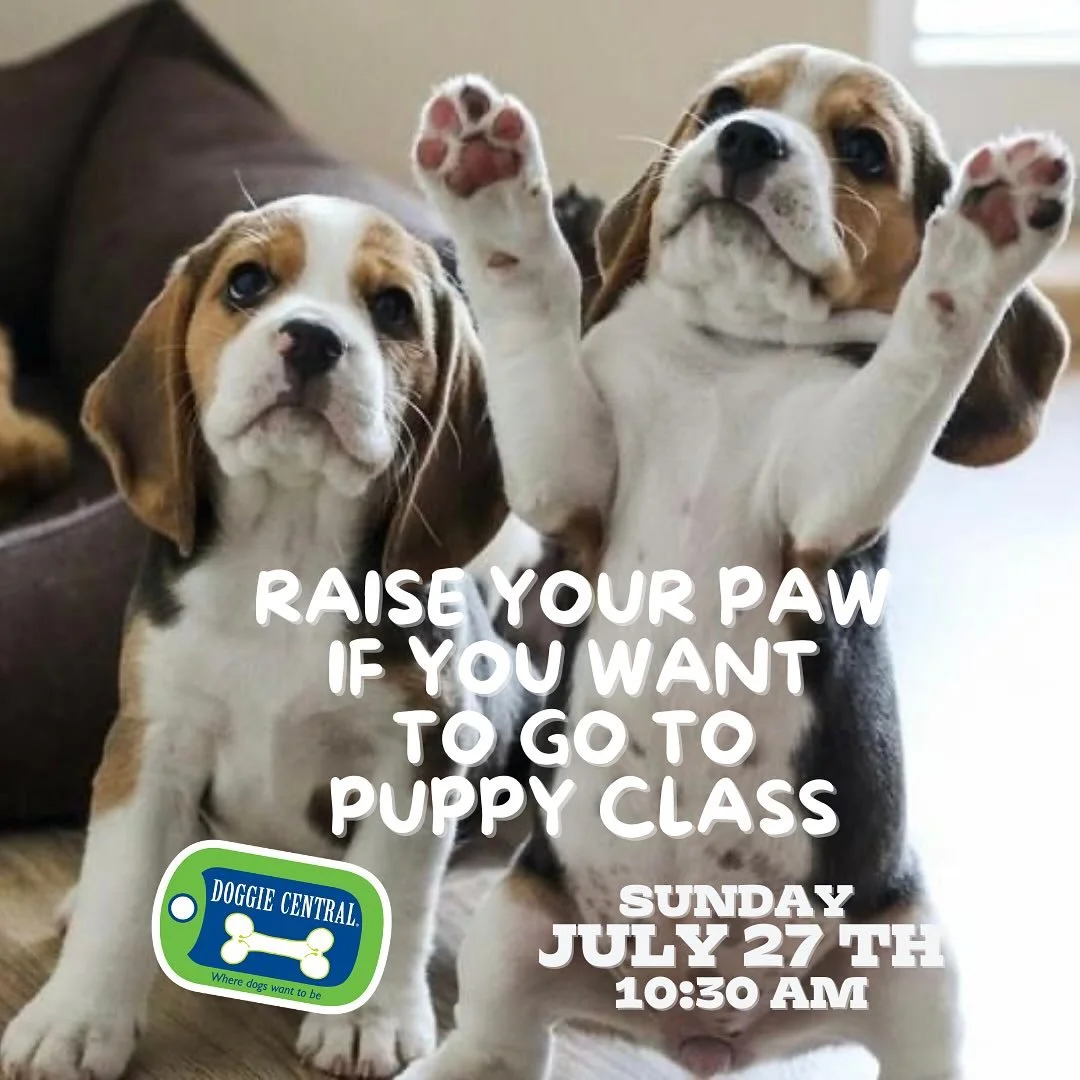 Sign up for our PUPPY CLASS starting Sunday July 27 and receive a complimentary nail trim ($25 value)
Call Text (416.412.7771) or email to sign up.
