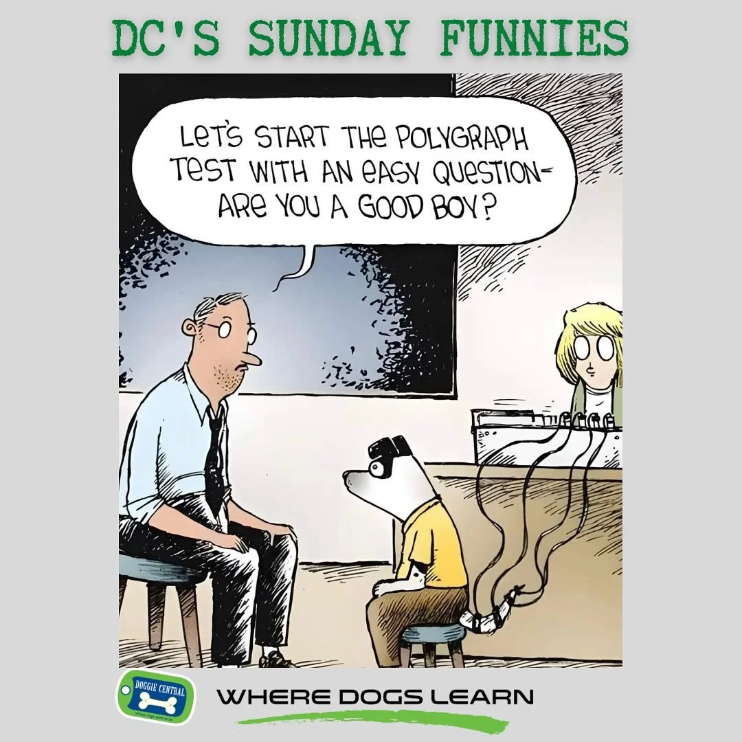 Do you think he&rsquo;ll pass? 
Comment on what other questions there might be. 
Enjoy your Sunday 🐾🐾