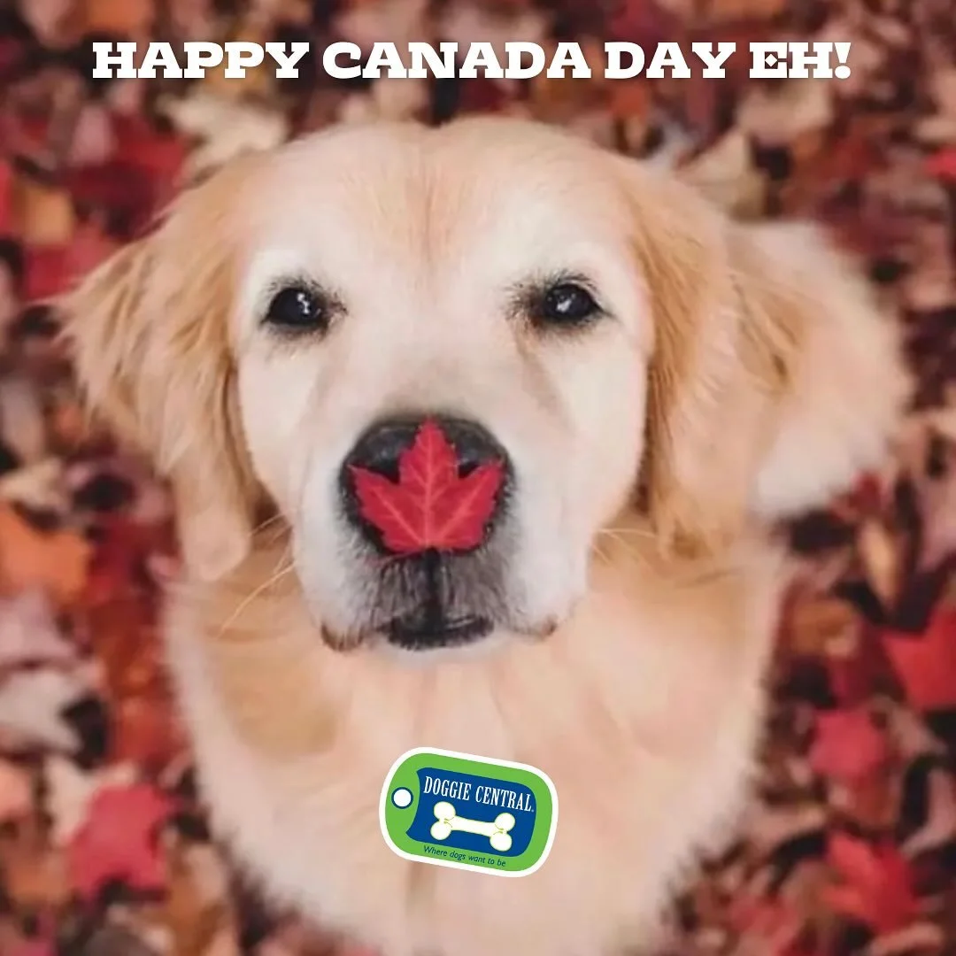 Enjoy our day!🇨🇦🐾