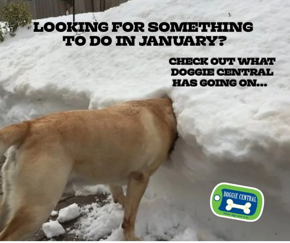 🐾 Is your pup ready to become the BEST version of themselves? 🐾

At Doggie Central, we&rsquo;re not just teaching dogs new tricks&mdash;we&rsquo;re building confident, happy, and well-behaved companions! Whether your furry friend needs to master th