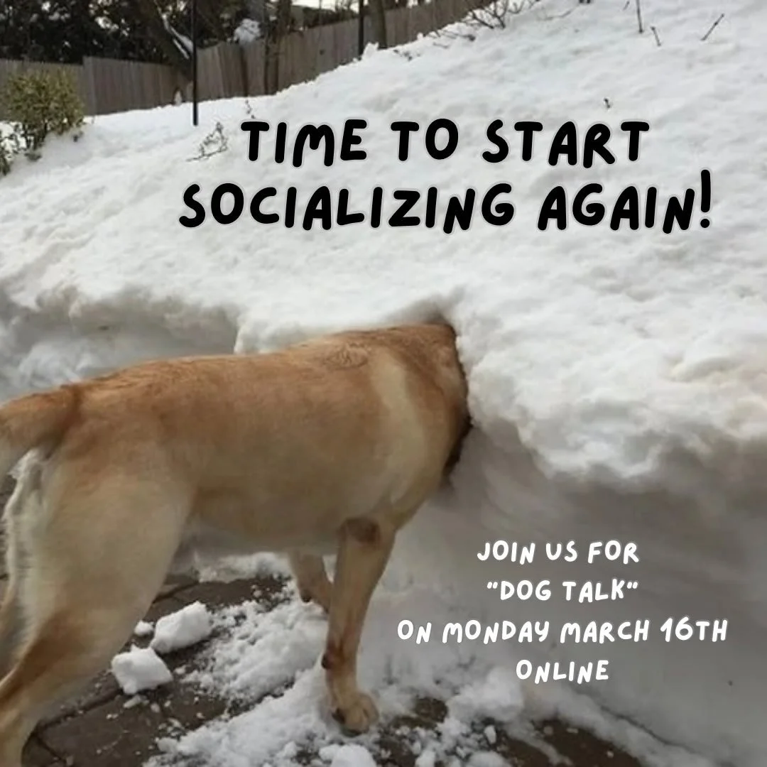 Join us on DOG TALK Monday March 16 @5:30 on Zoom to share how and where to socialize our furry friends 🐾 IT&rsquo;S FREE! 
Click the link in our bio to register.