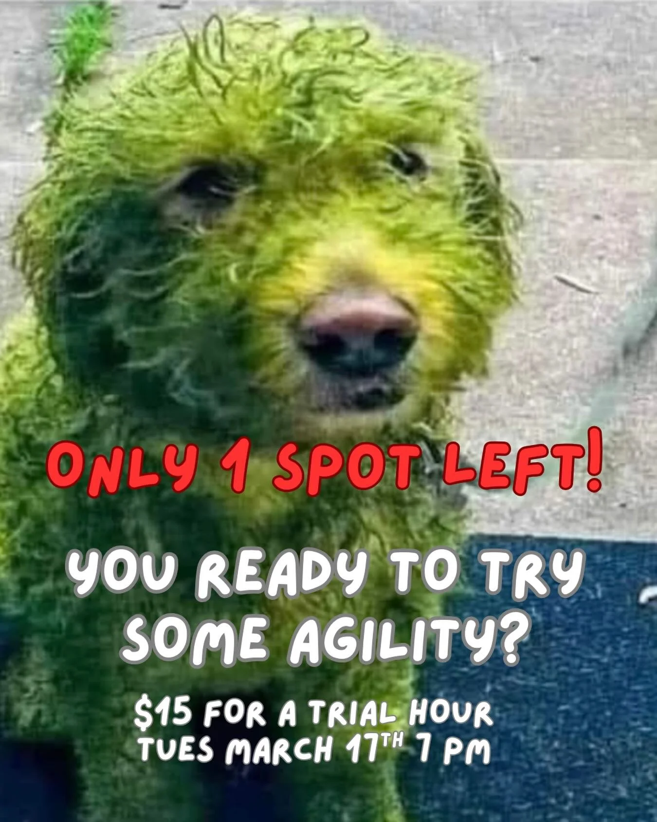 ONLY 1 SPOT LEFT!🐾
Call Text or Email now to snag it!