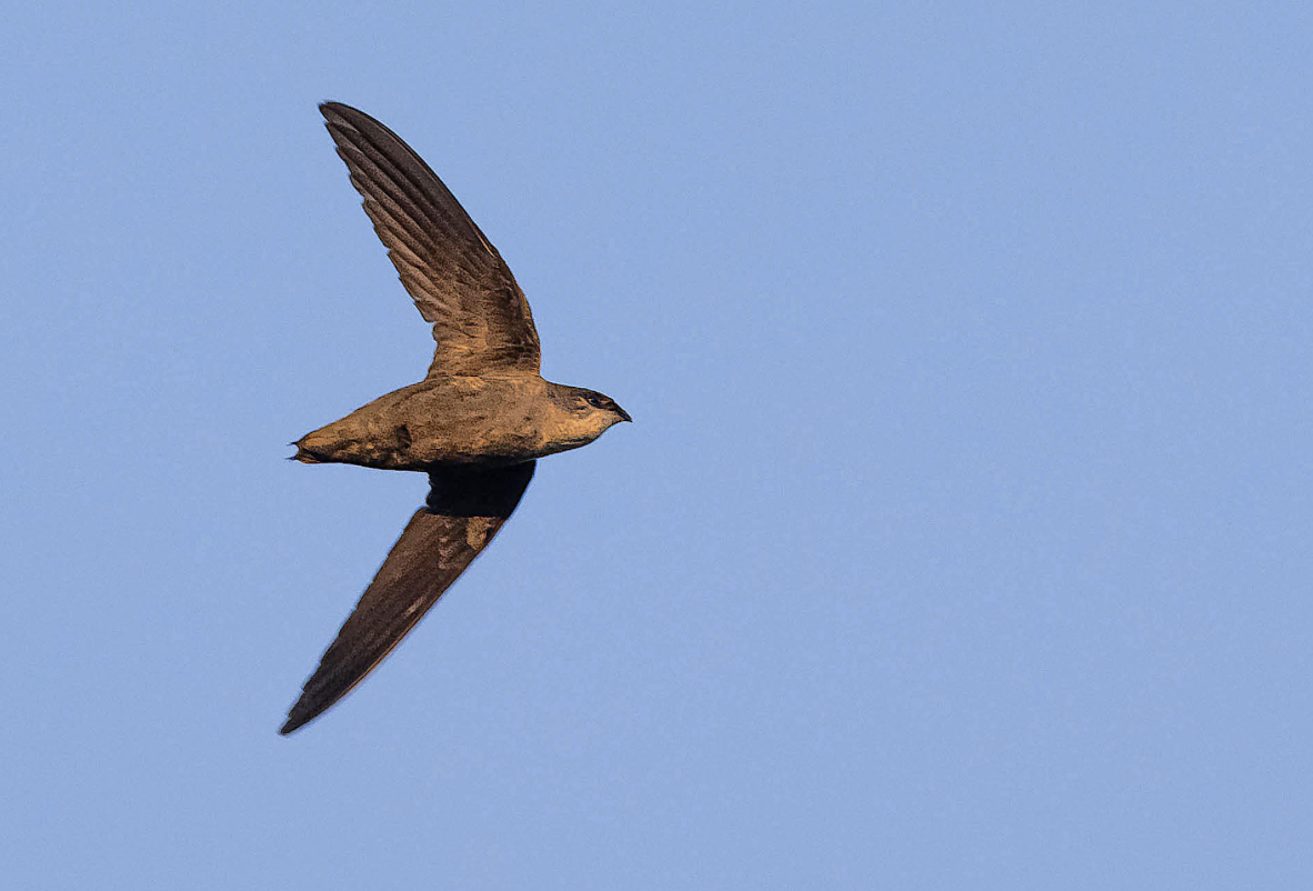 Chimney Swift Habitat Build