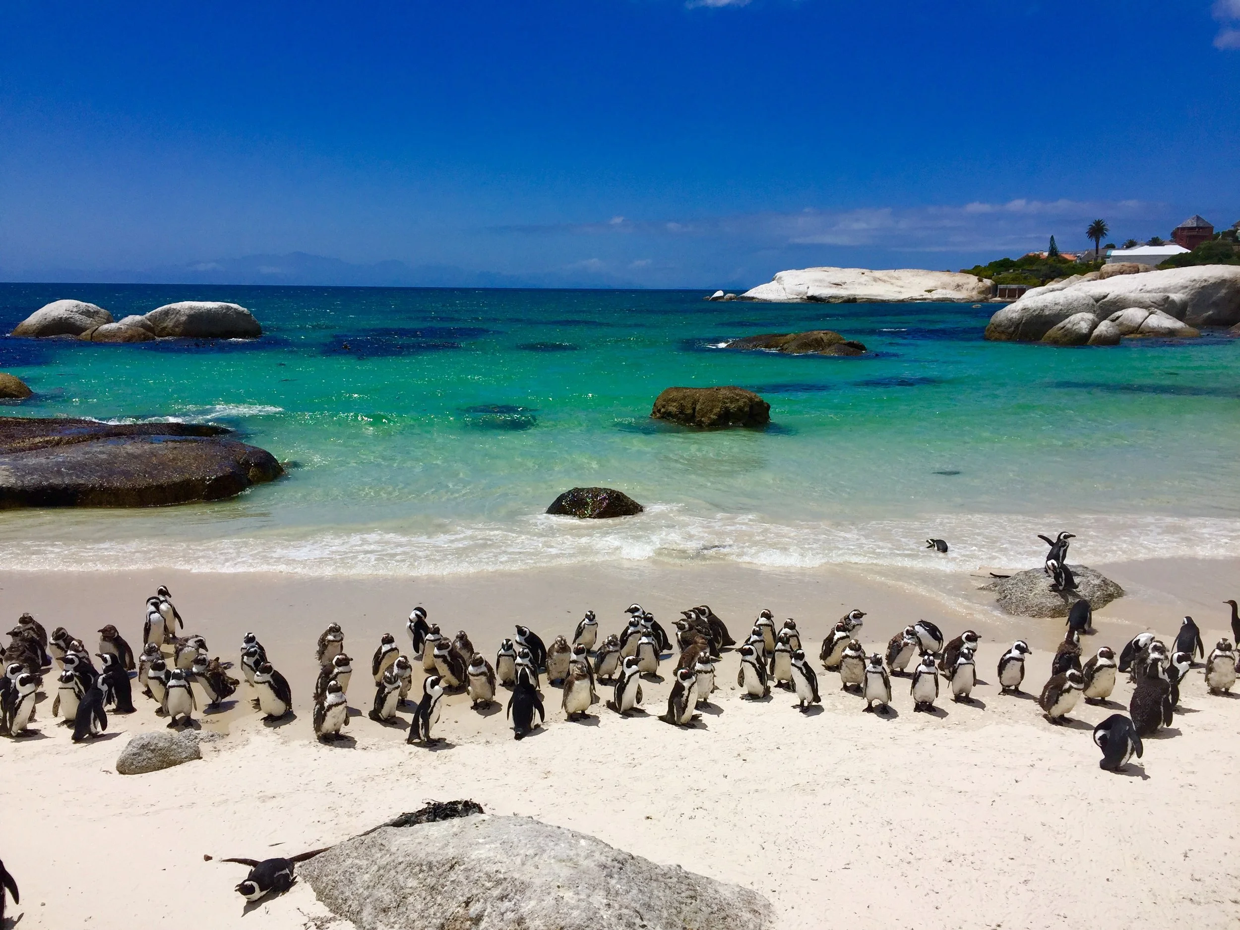 South Africa_Boulders Beach.jpeg