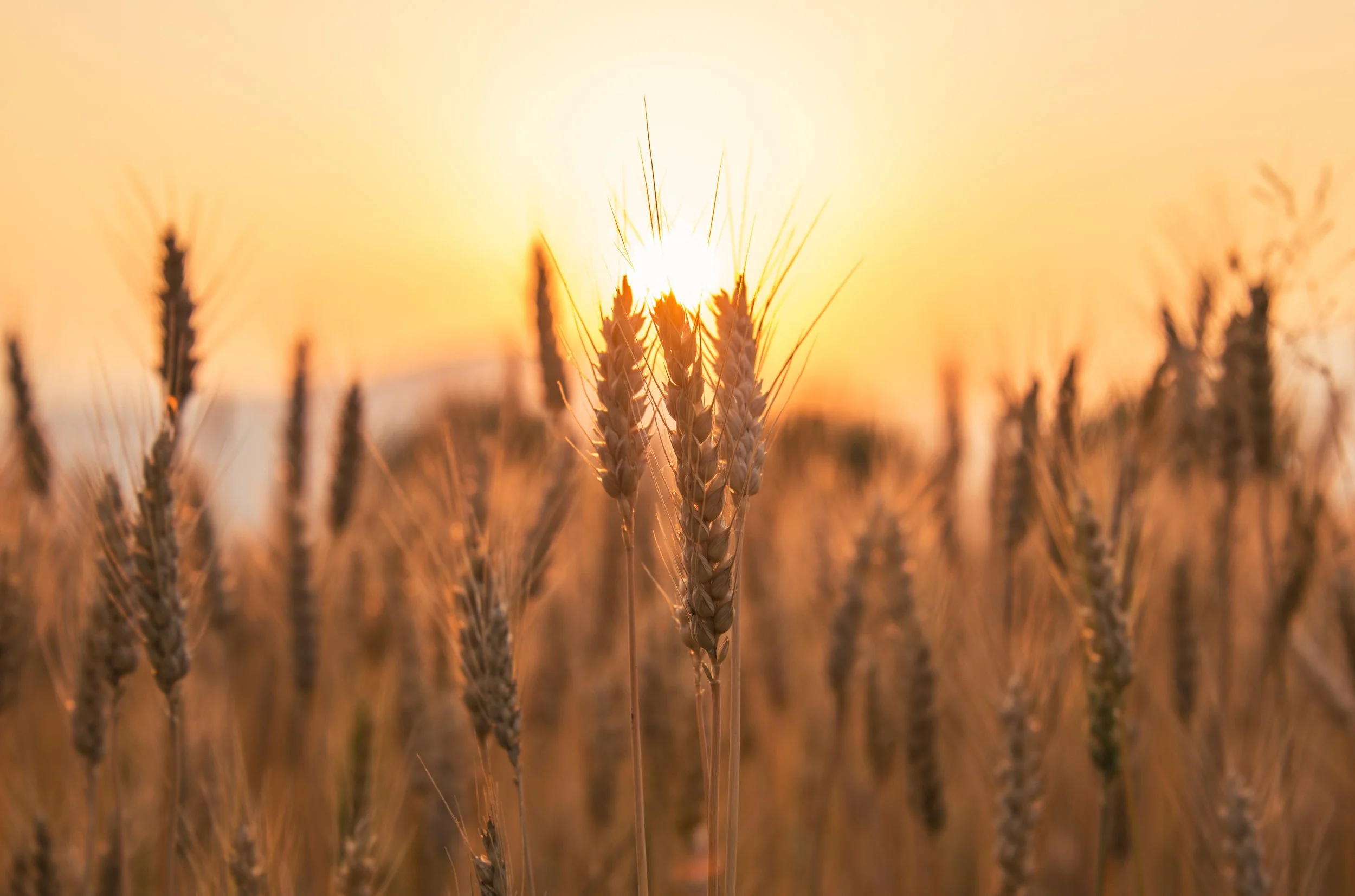 Close-up of wheat stalks in a field during sunset, with the sun shining through the wheat.