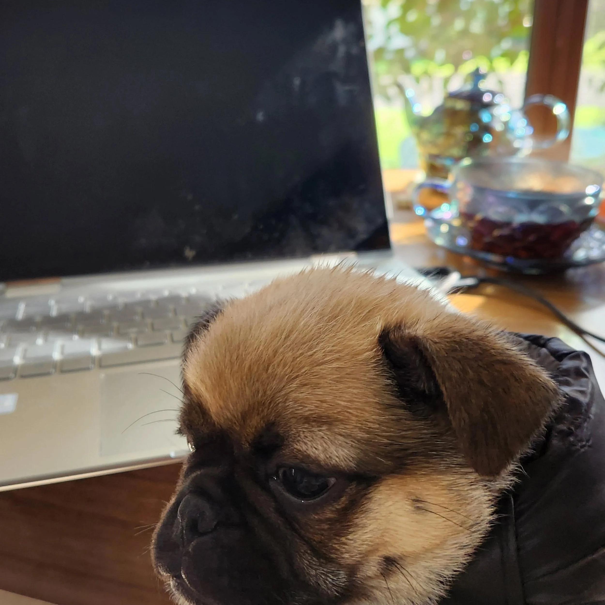 #writingbuddy
I am blessed to have two writing buddies. Doug the Pug is our new addition and is proving to be a cuddly support buddy for report writing and writing my stories. 

#pugapom #puglife