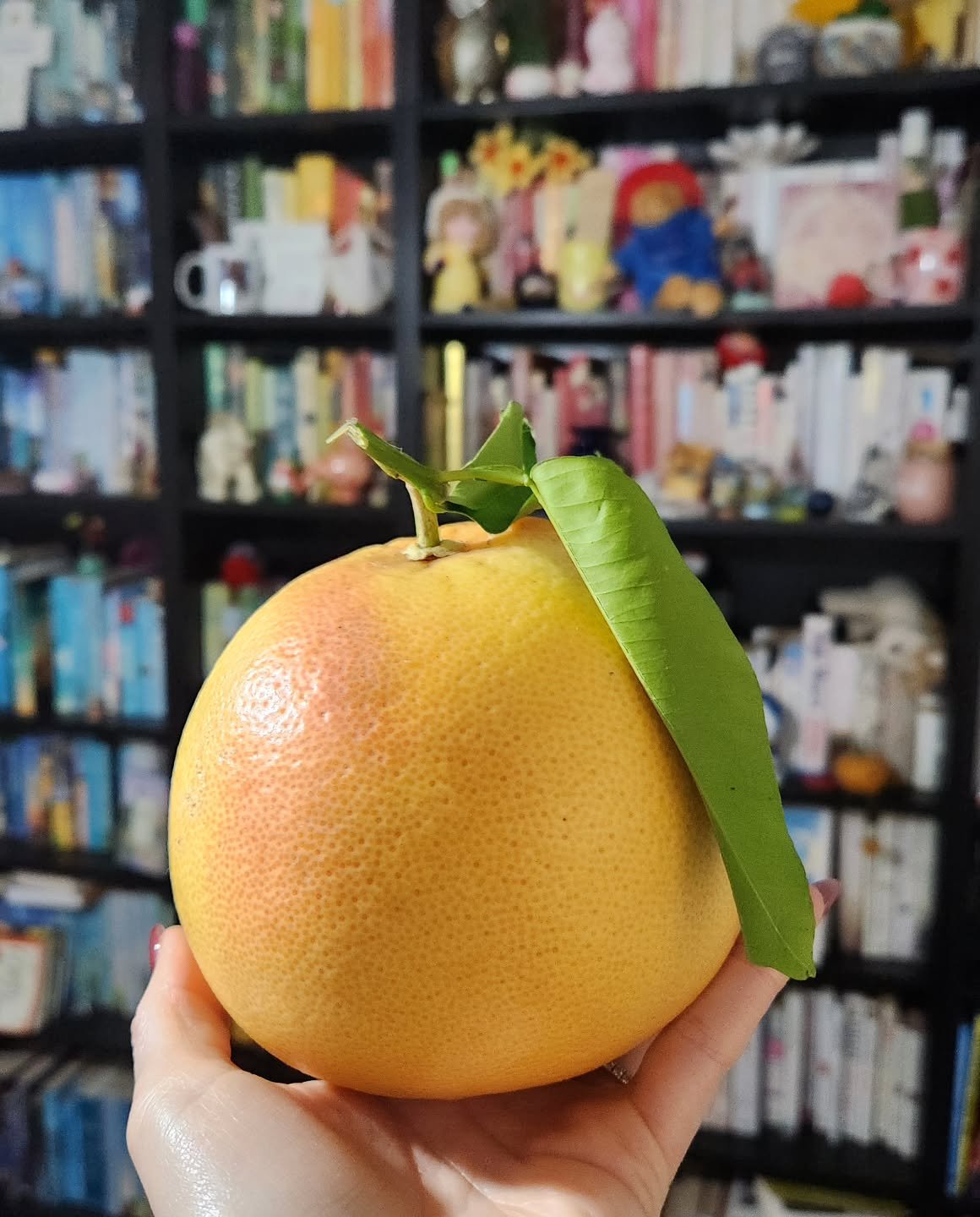 Thanks Dad! #homegrown Best looking grapefruit I've seen. I can't wait to enjoy it with the boys for dessert.

@joeyanglin
