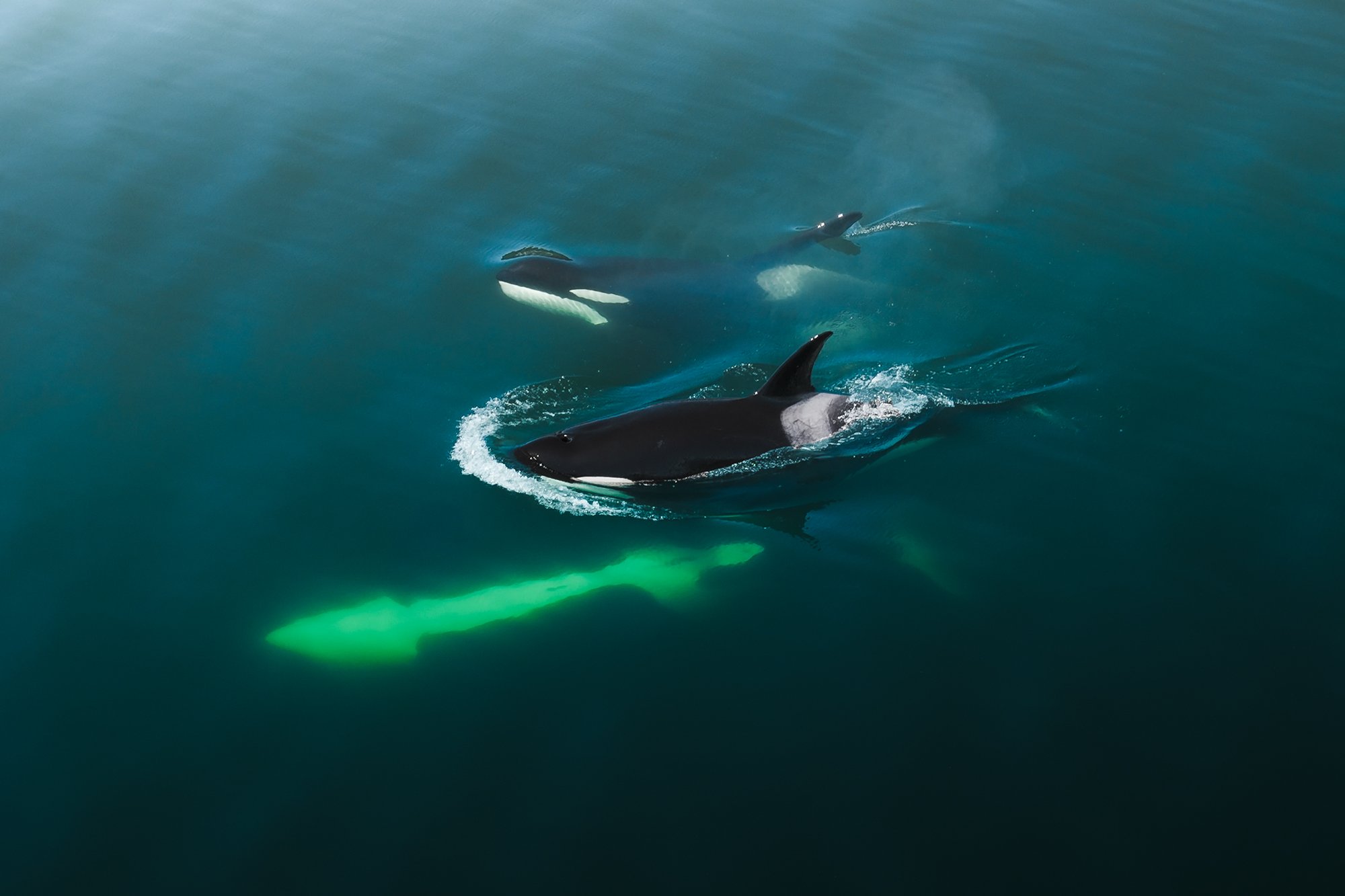 Orca-screen-9.jpg