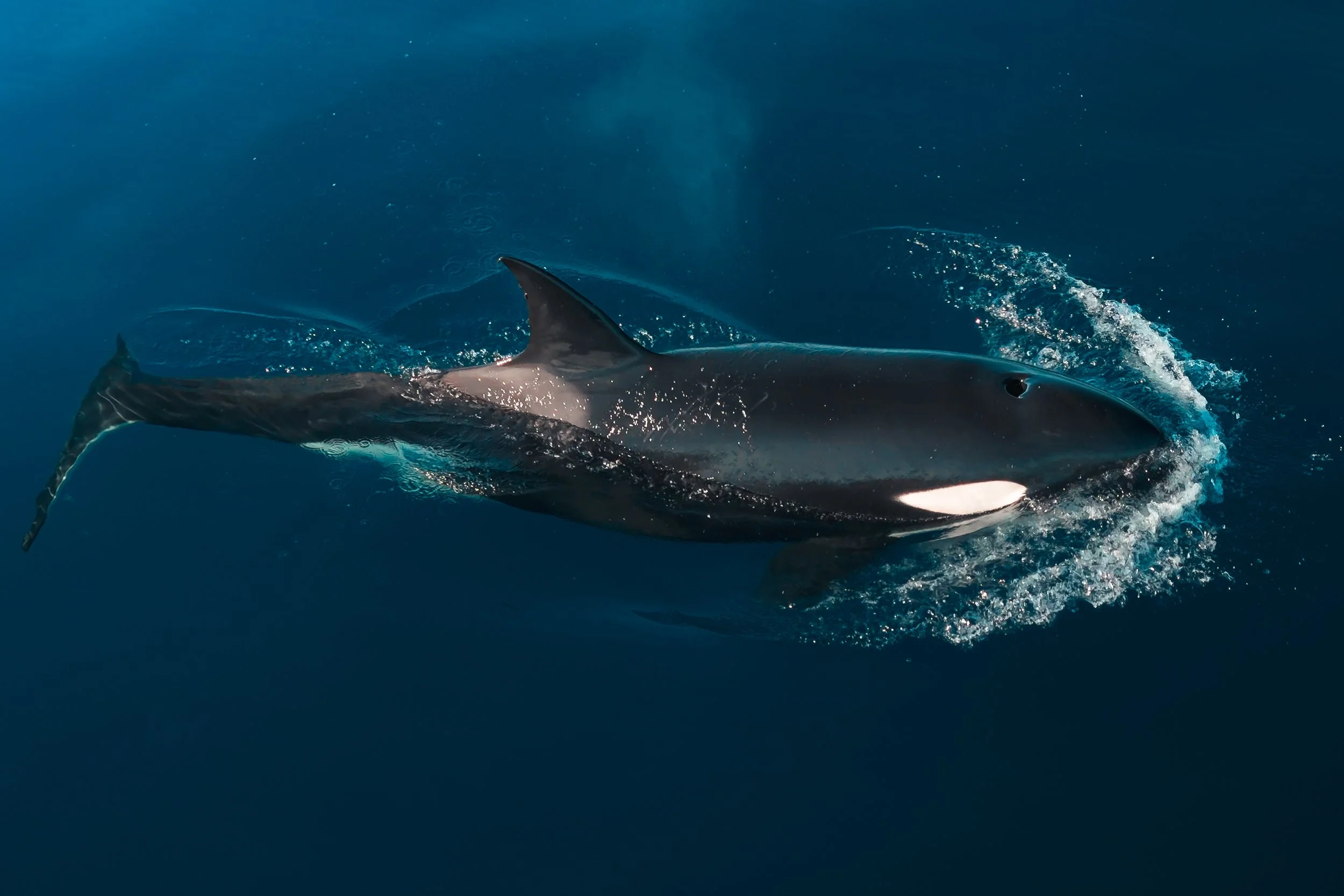 Orca-Screen-4.jpg