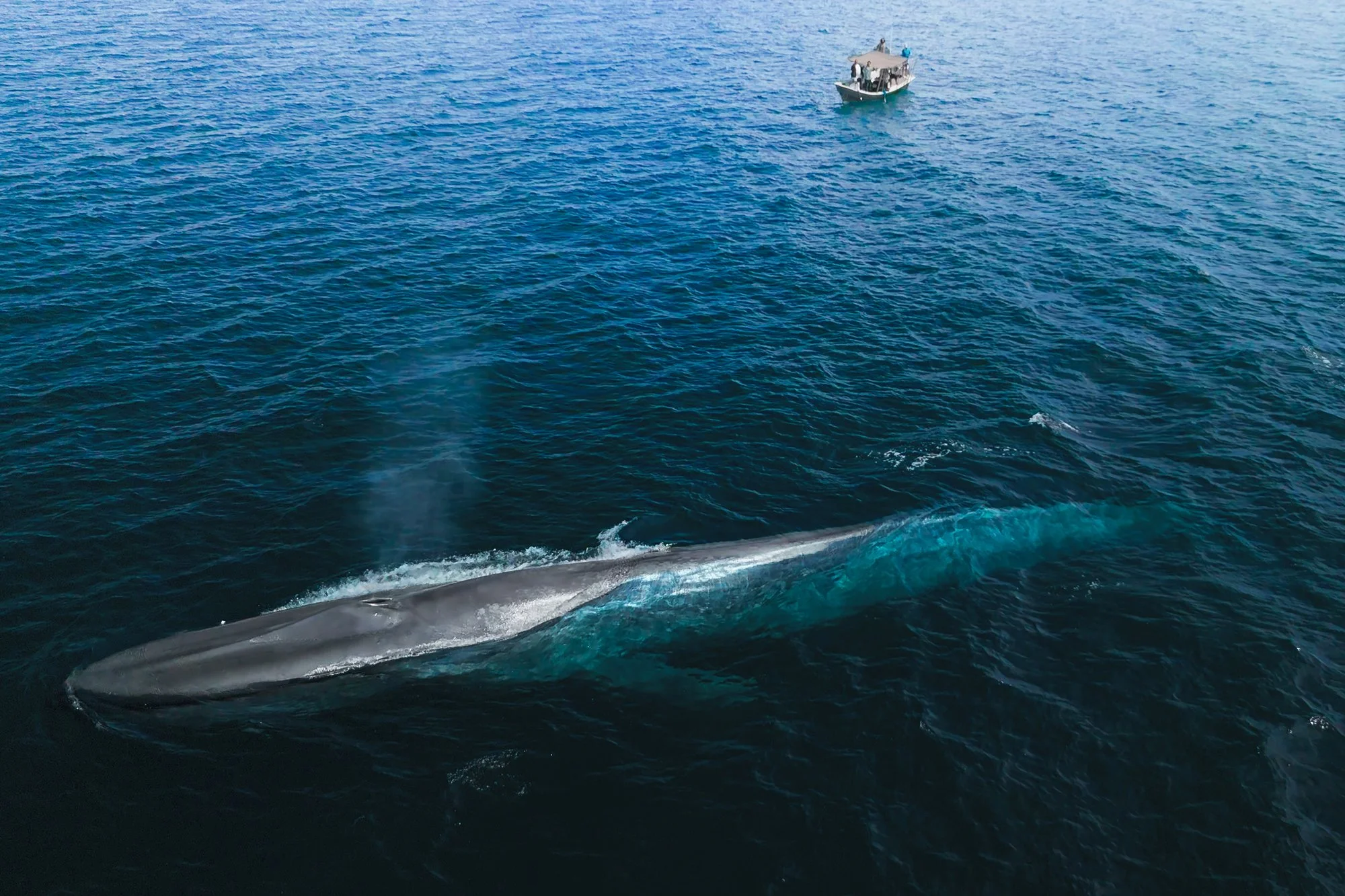 Blue-Whale-Screen-8.jpg