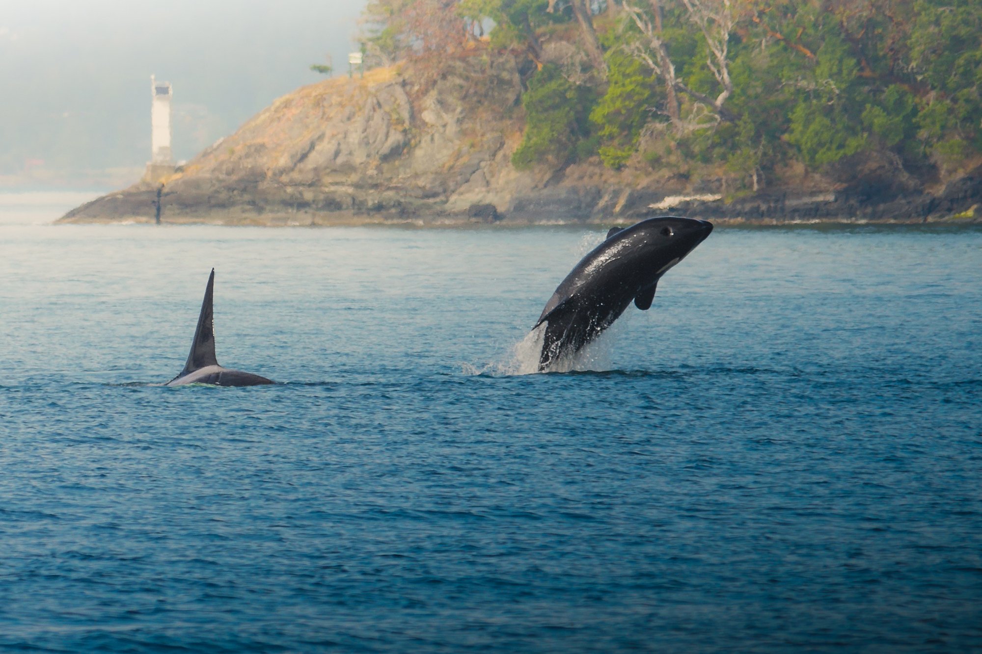 Orca-screen-14.jpg
