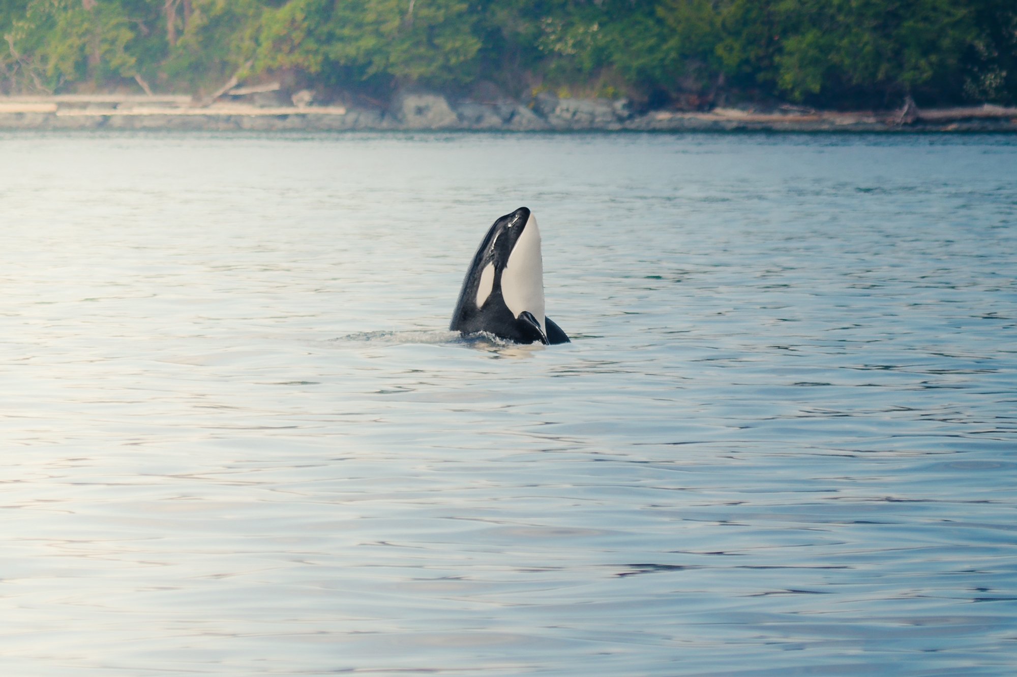 Orca-screen-11.jpg