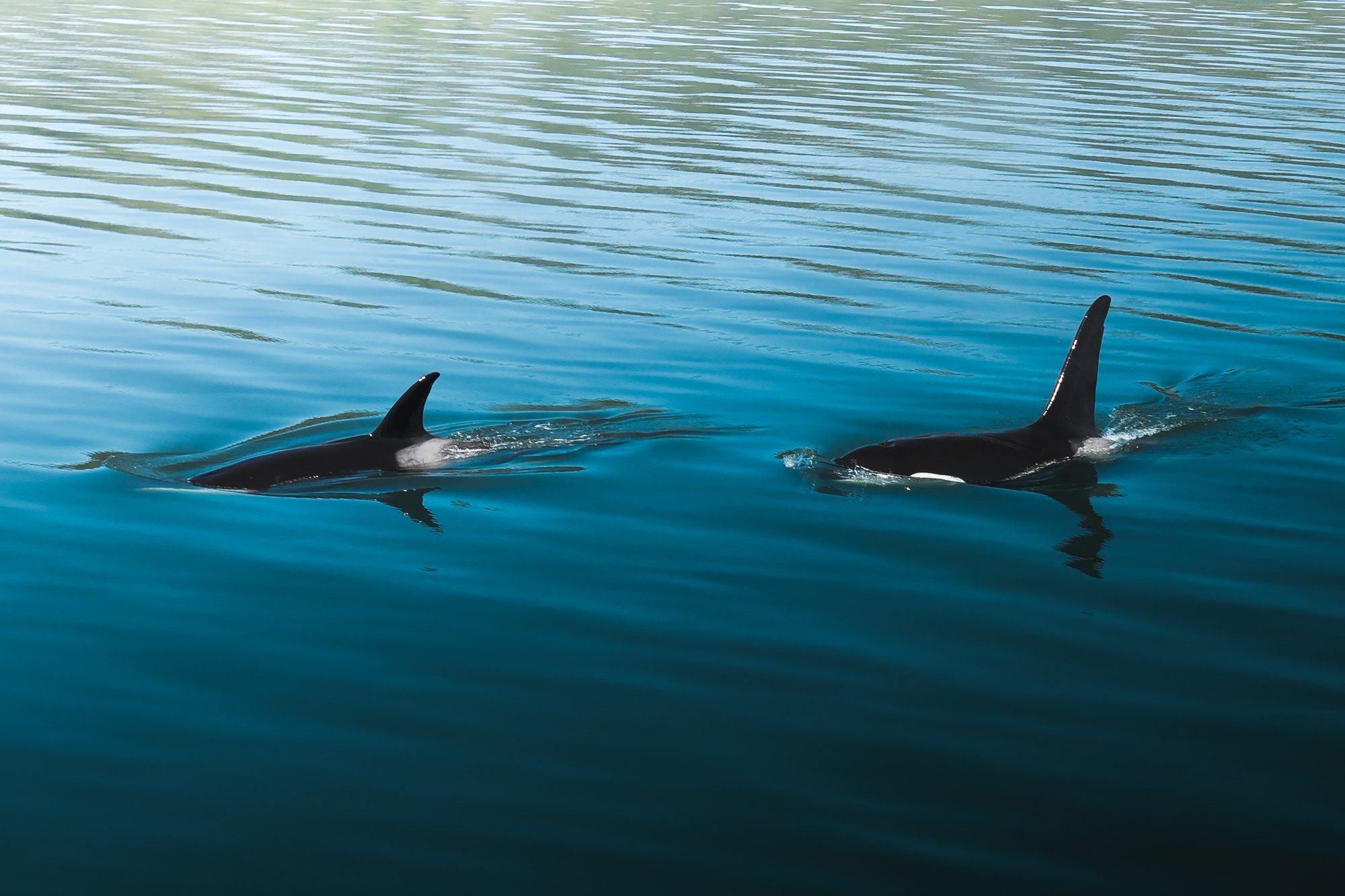 Orca-screen-8.jpg