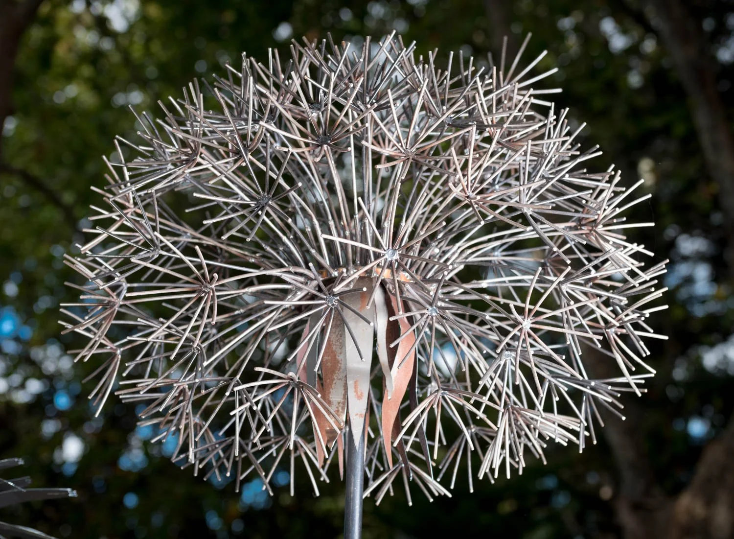 Dandelion 2.jpg