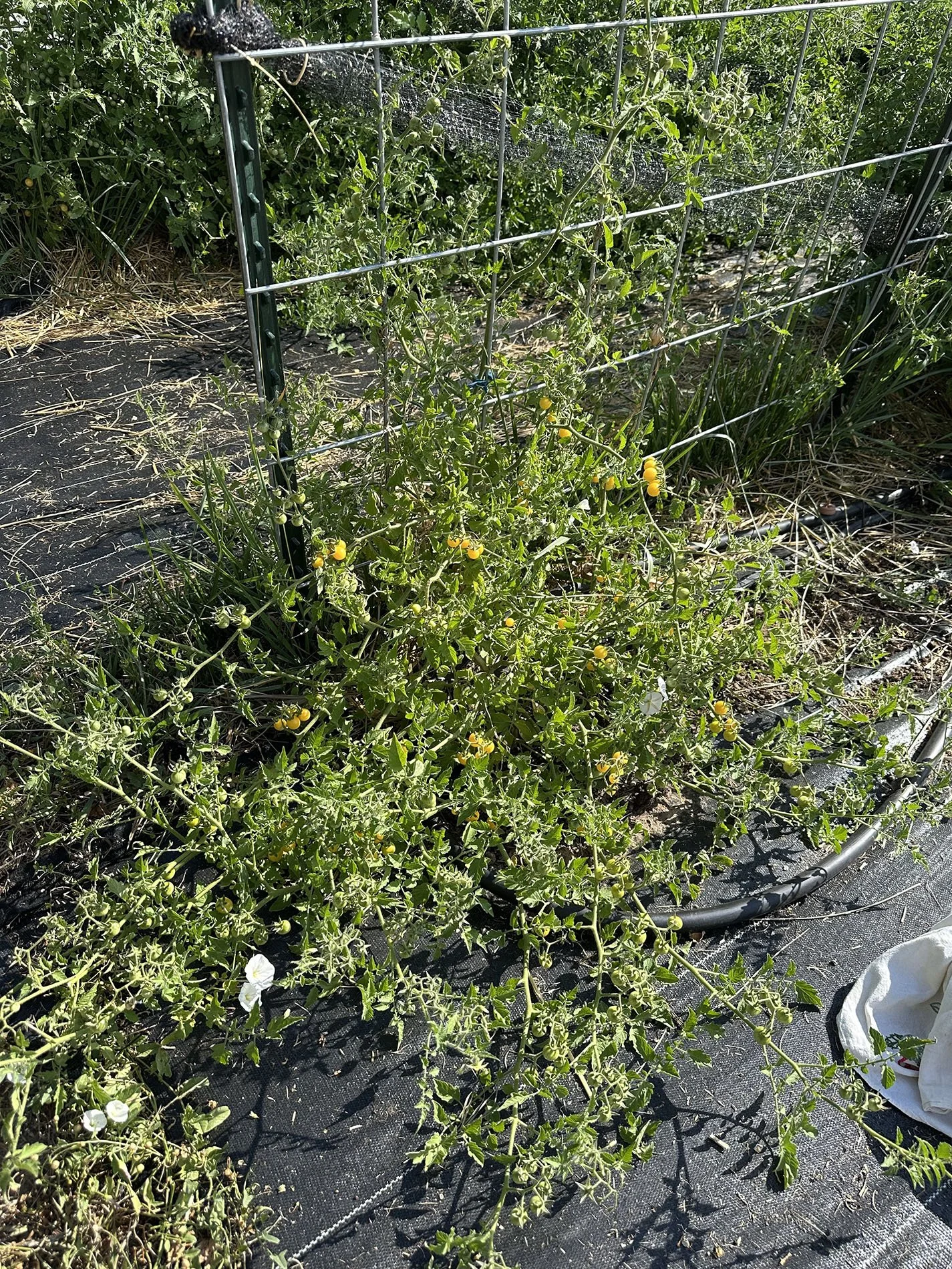Growing White Currant Tomatoes: Pleasure verses Production