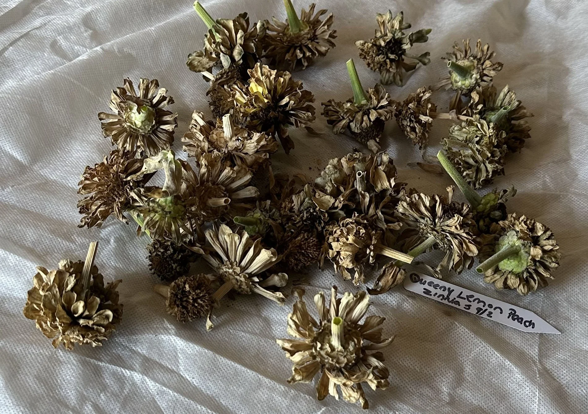 Saving Zinnia Seeds (Part one)