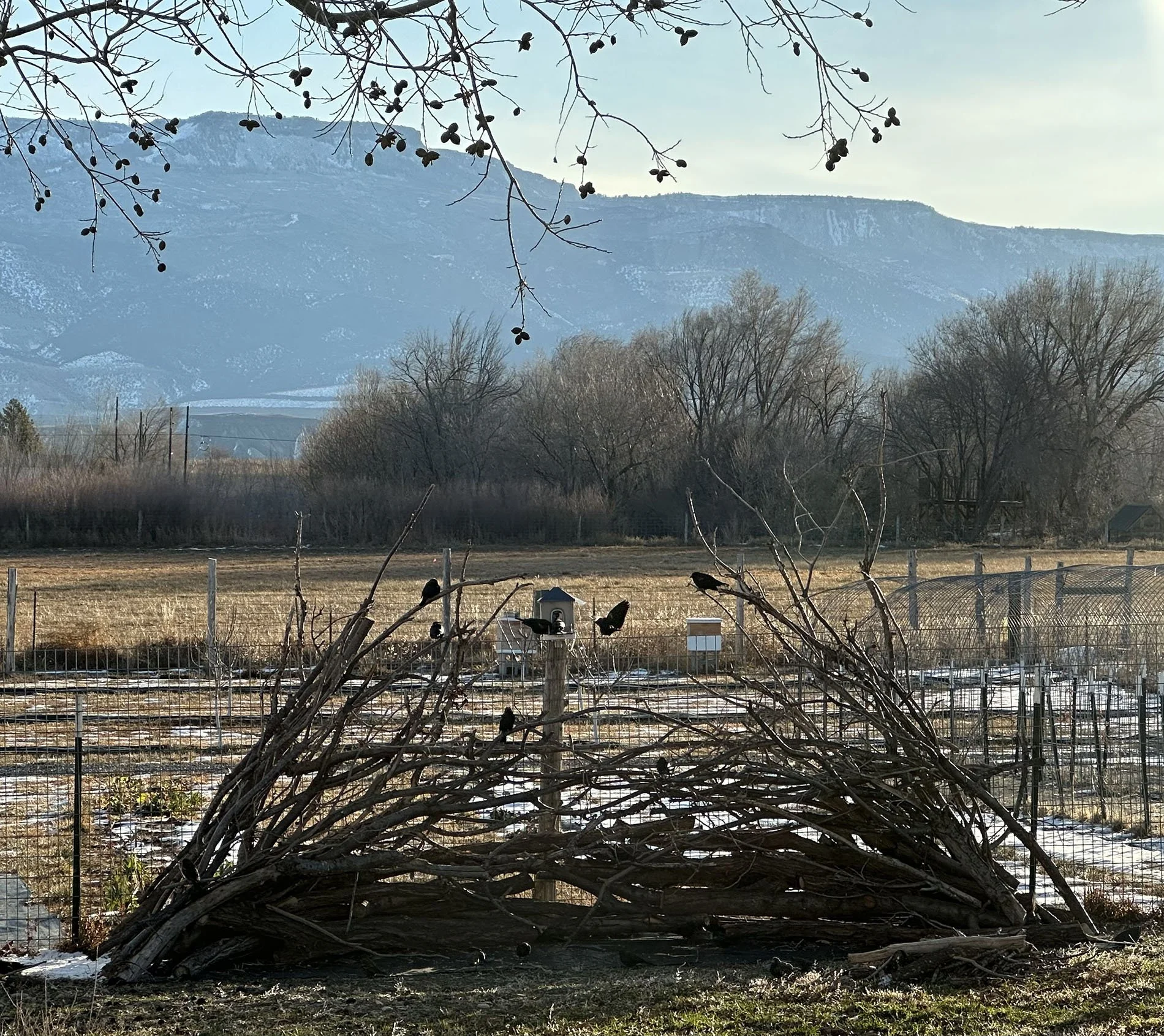 Building a Bird Habitat