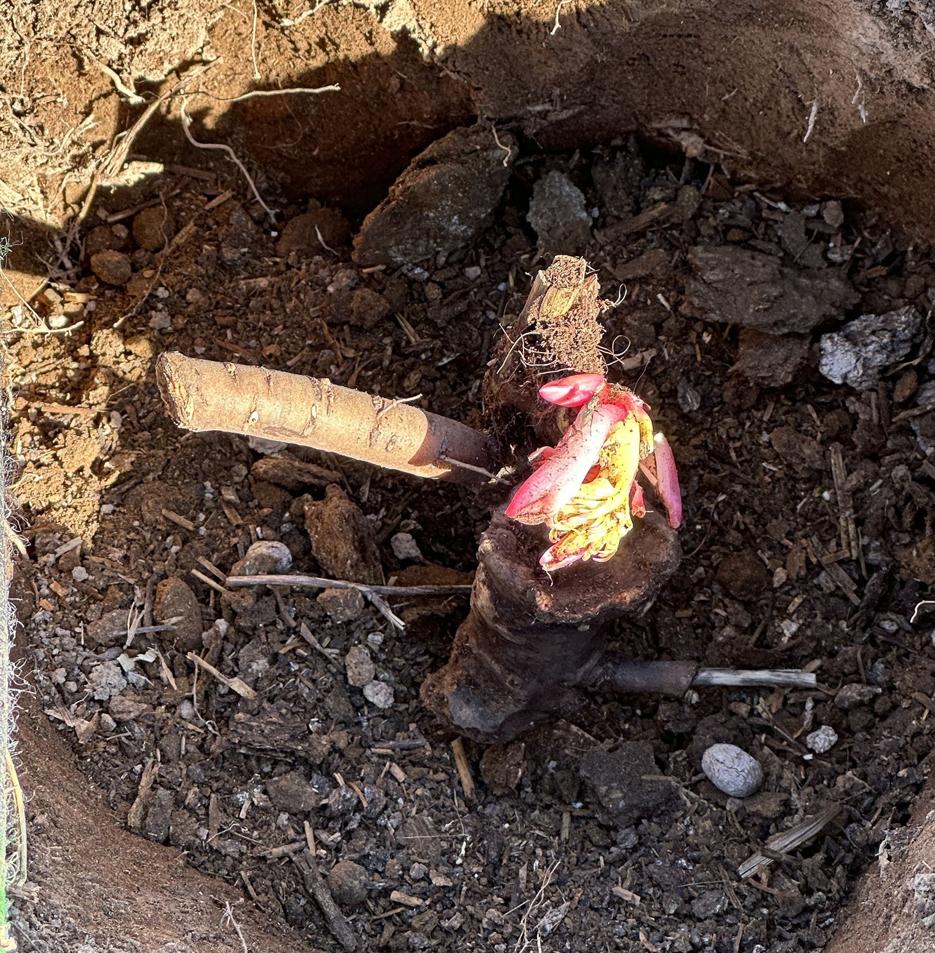 Planting Peonies