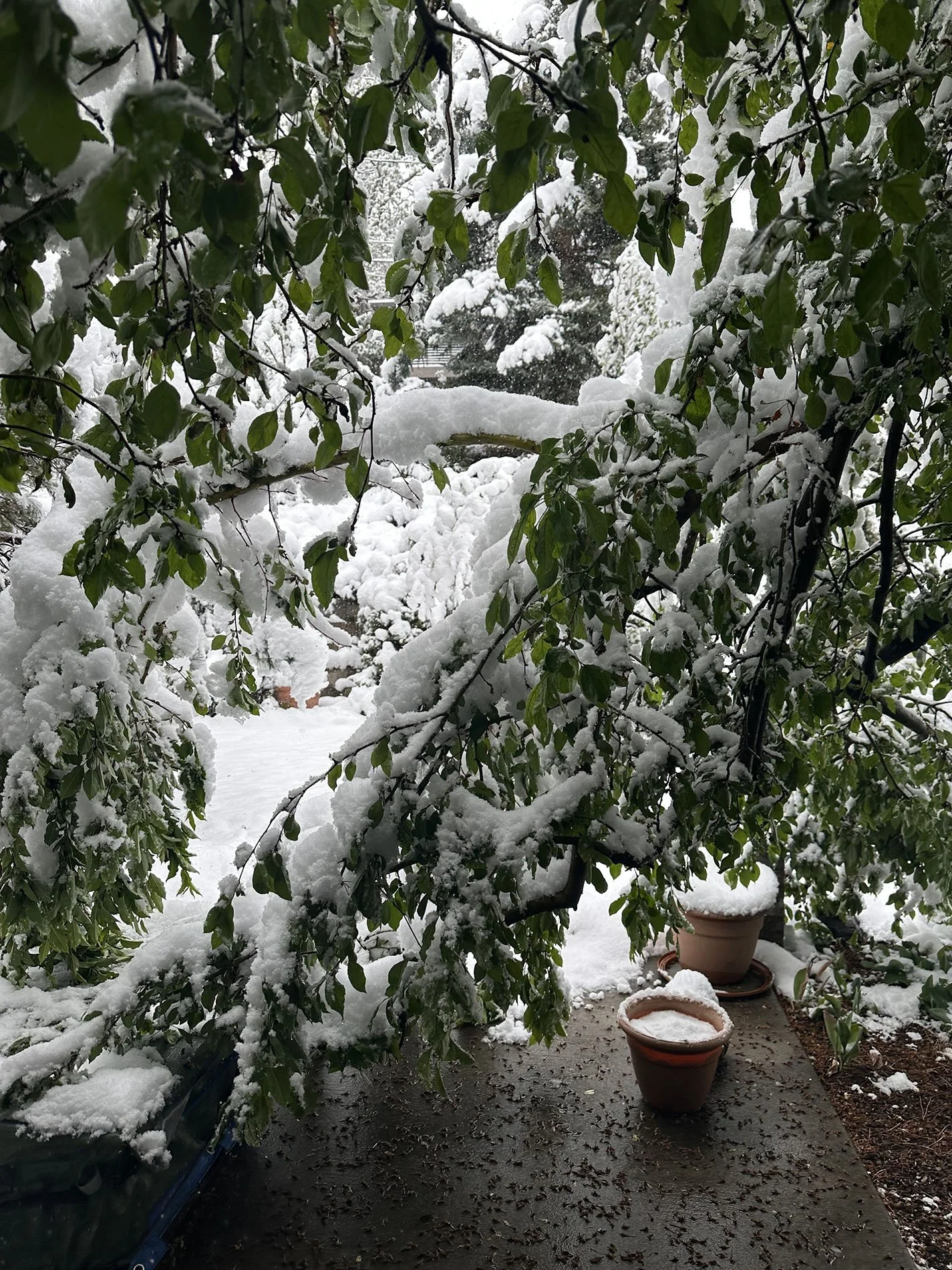 Snow Days: A Journey To and Fro