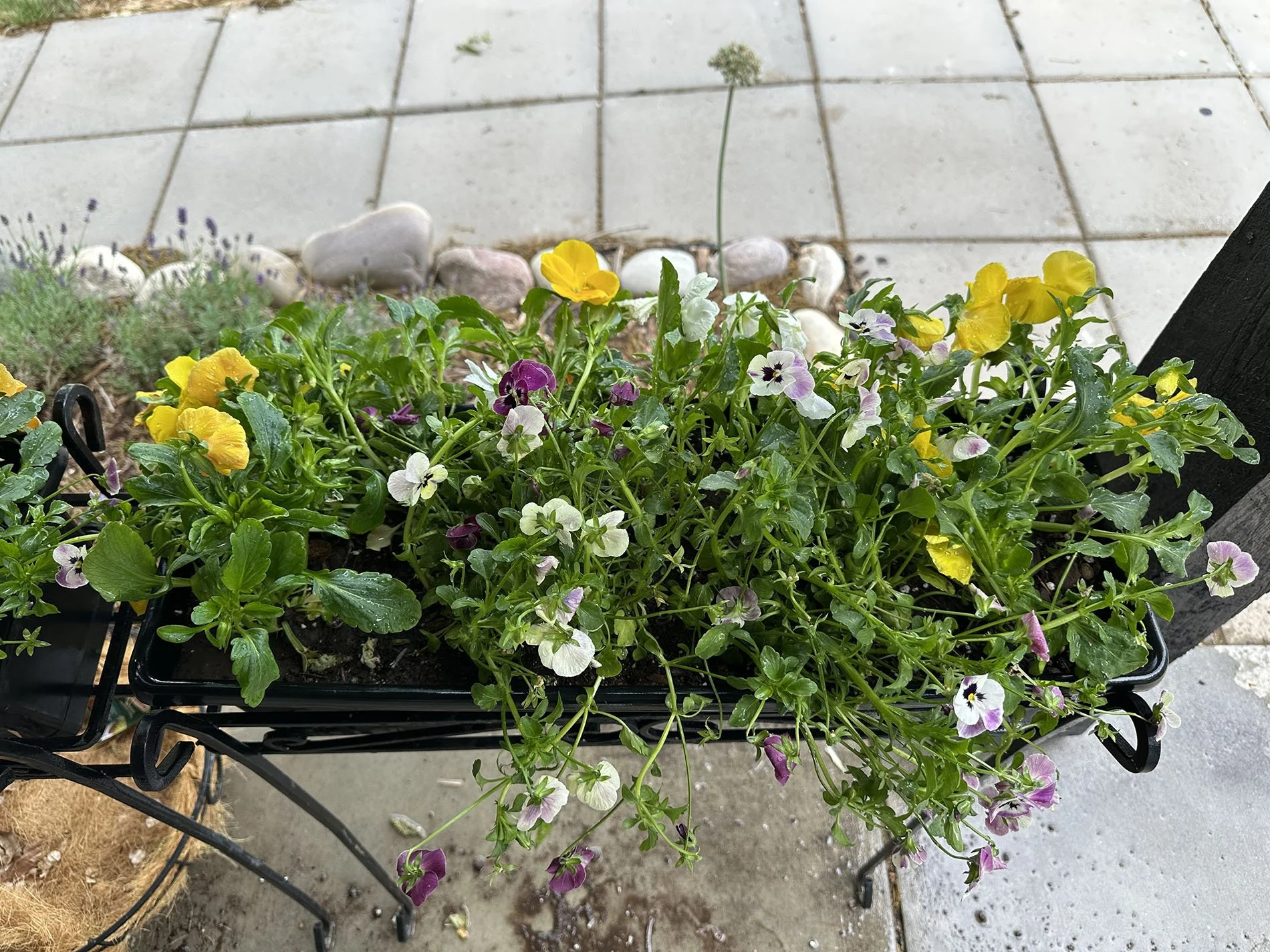 Edible Flowers