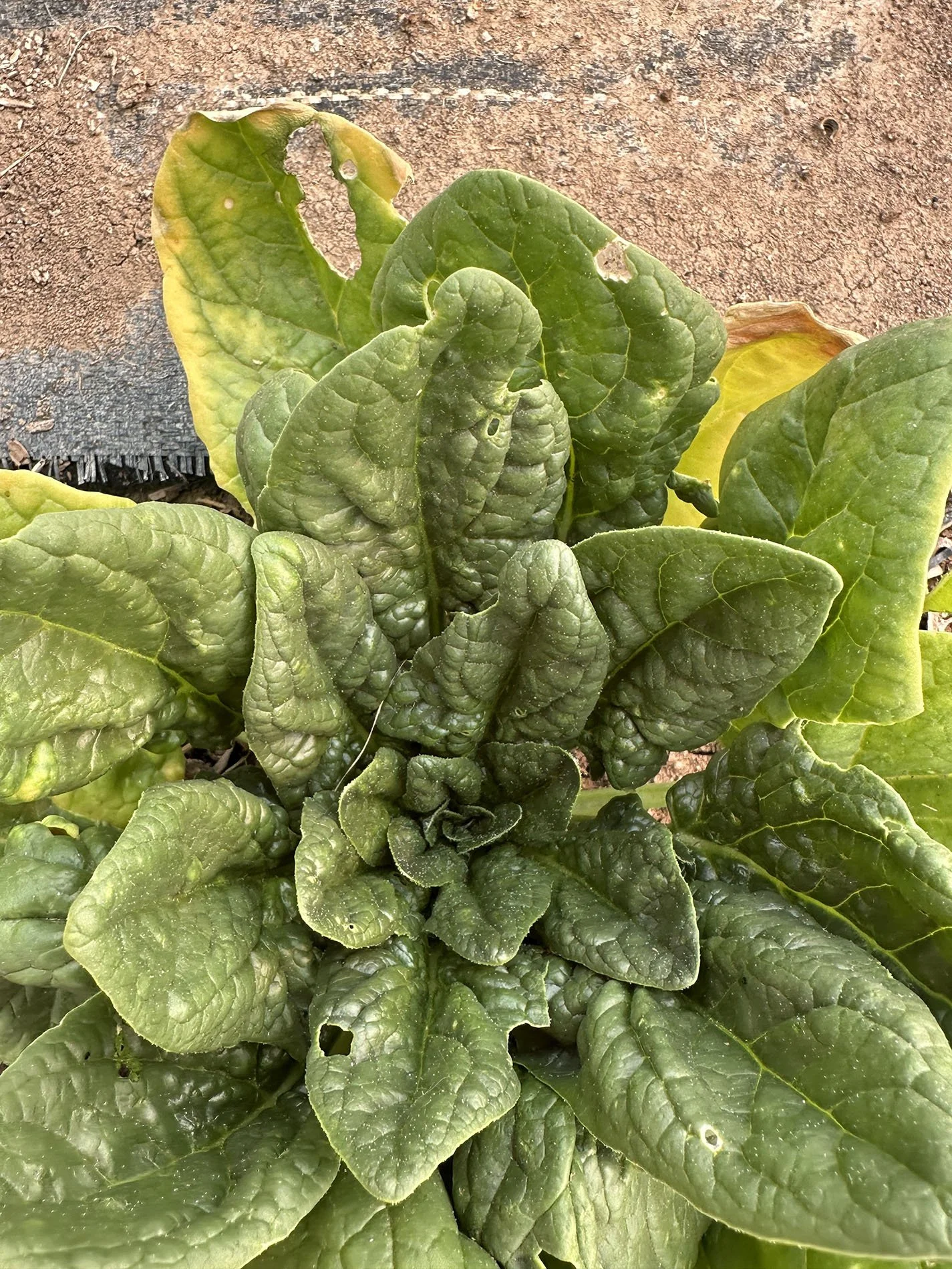 Beyond Gardening 101: the Humble Gardener