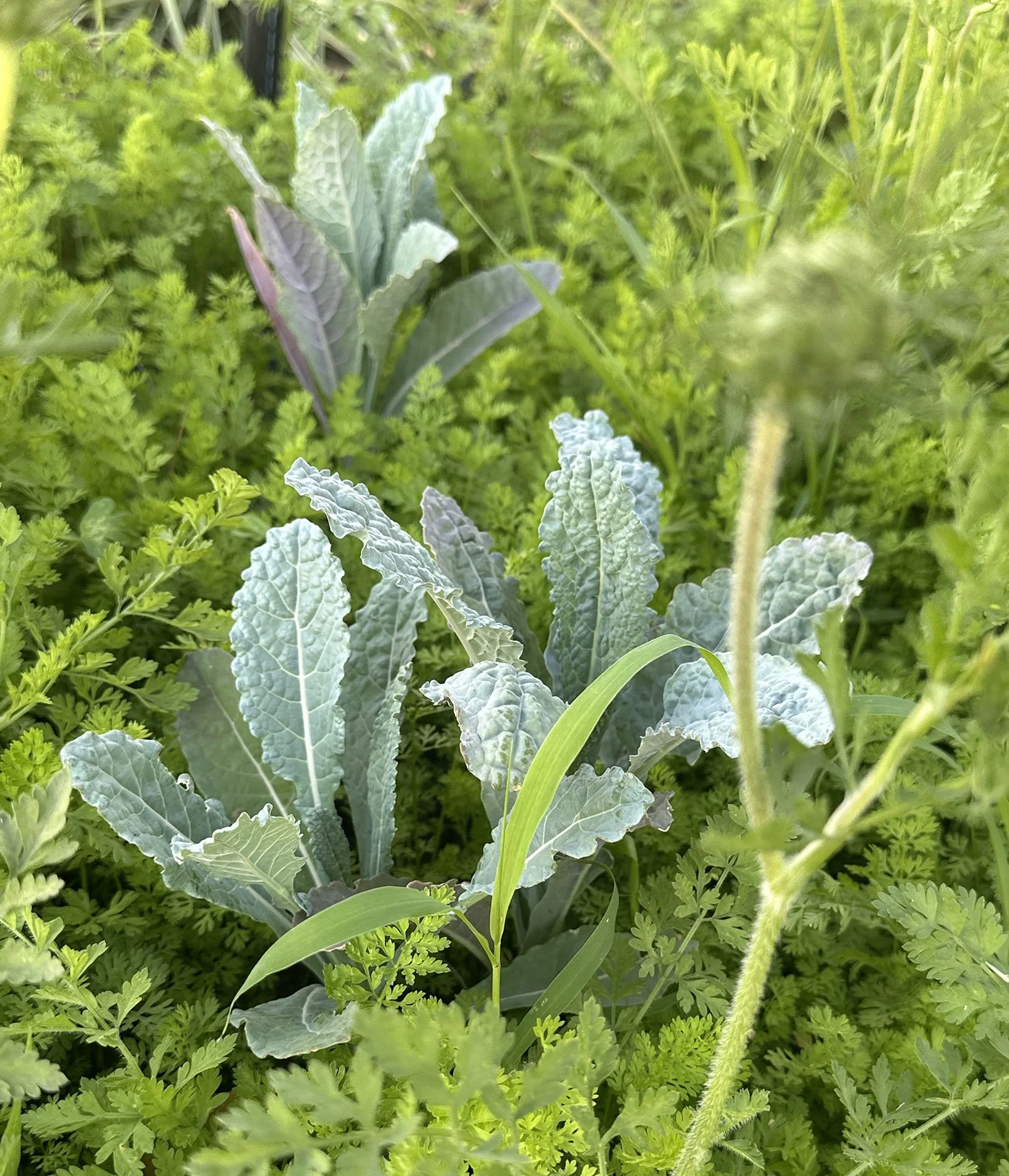 Kale Salad with Salmon
