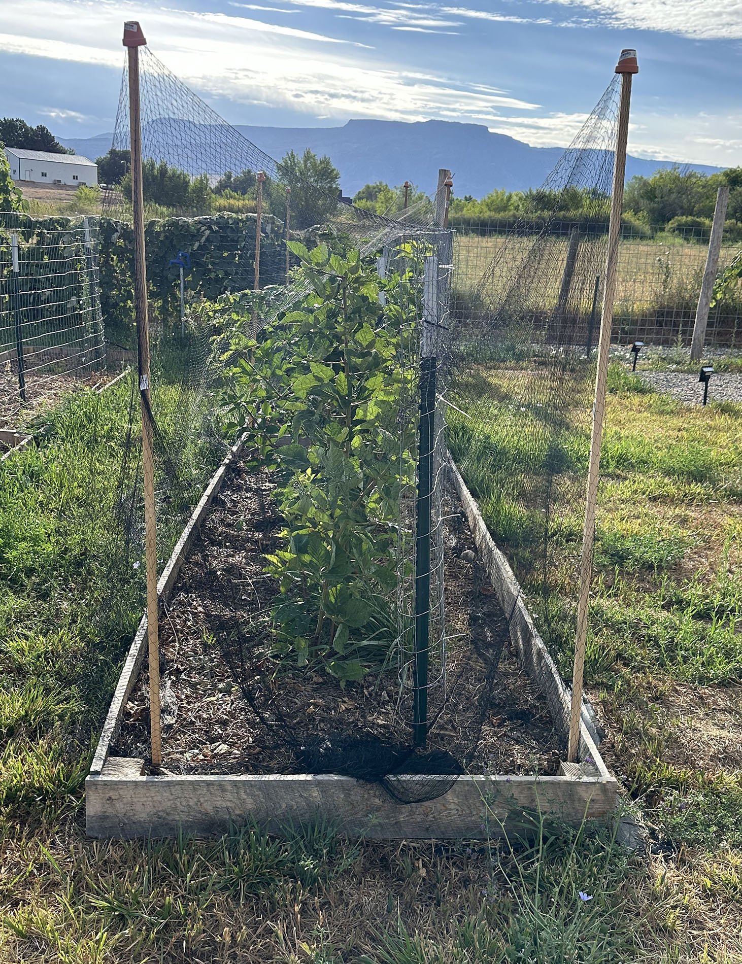Netting the Posh Garden Blackberries
