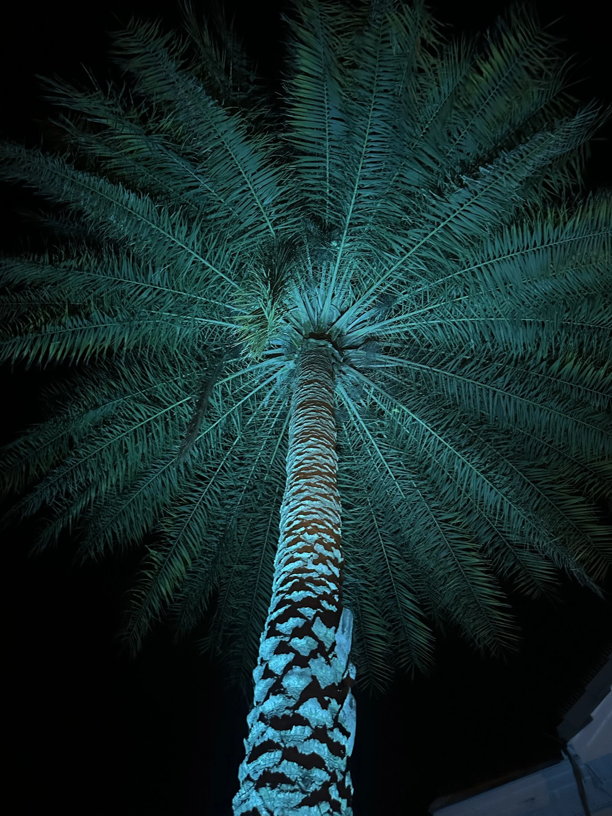 A large date palm with RGBW spotlights in Central FL