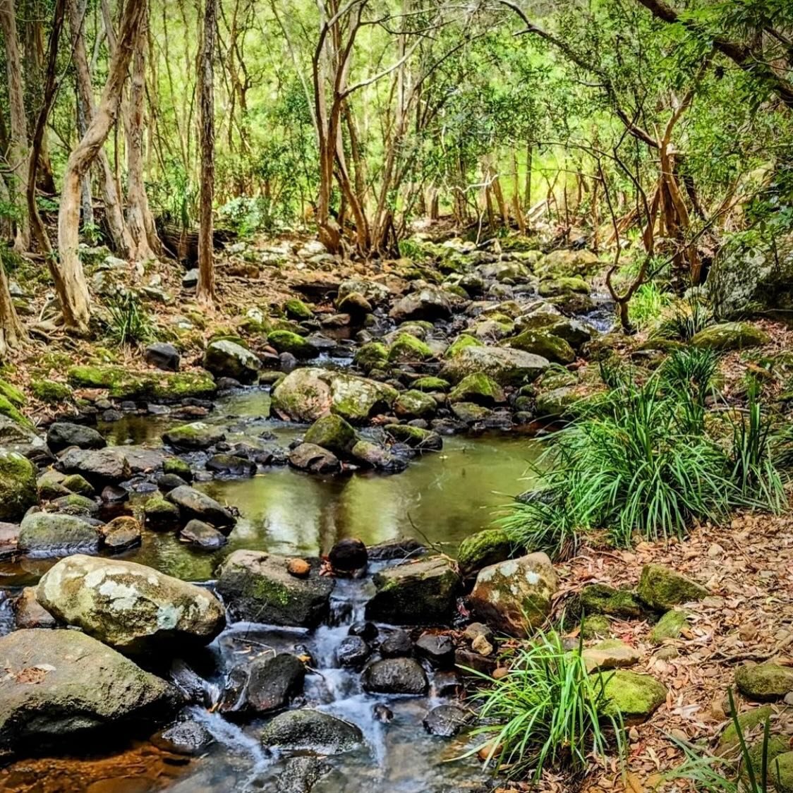Did you know there are so many bush walks around the Hunter? Check out our explore page on the website. 
.
.

#huntervalley#huntervalleyweddings #huntervalleyaccommodation #pokolbin&nbsp; #huntervalleynsw
#boutiqueaccommodation #interiorstylist #hunt