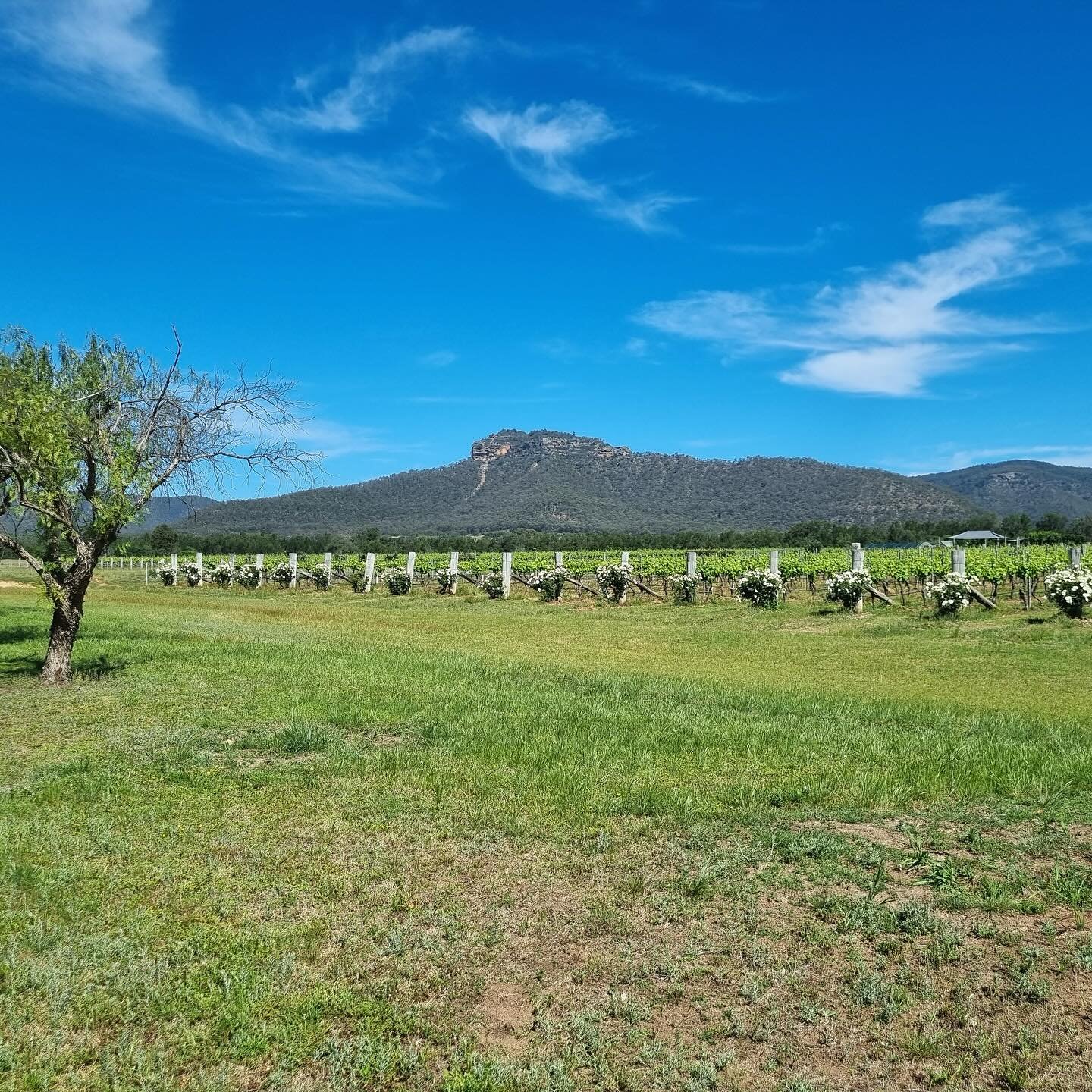 The beautiful Margan vineyards and yellow rock in the background. Definitely not short of magical views in the Hunter. 
.
.

#huntervalley#huntervalleyweddings #huntervalleyaccommodation #pokolbin&nbsp; #huntervalleynsw
#boutiqueaccommodation #interi
