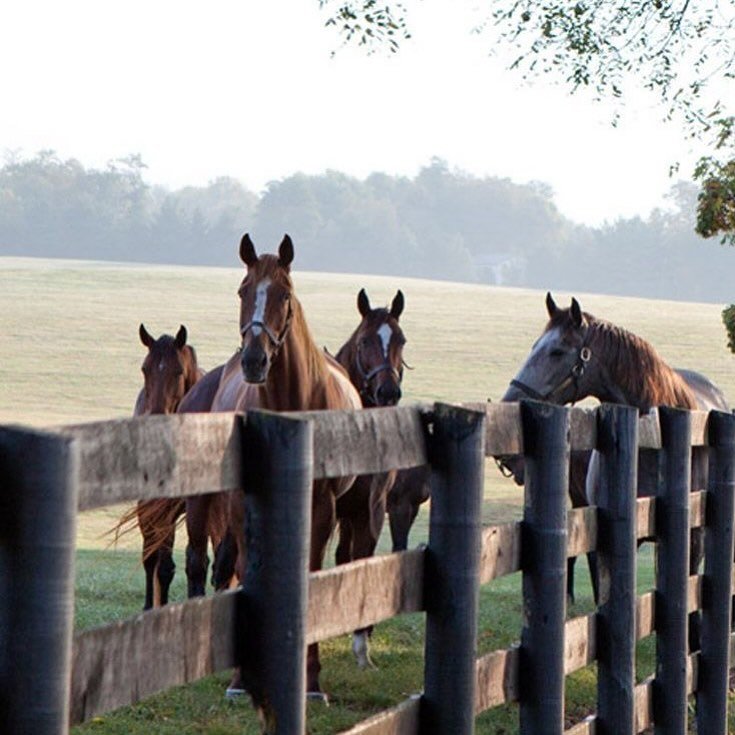 Did you know we have a page on our website called THE REGION with recommendations for things to do and see in the local area. Link to our website in the bio. 
.
.
.

#huntervalley#huntervalleyweddings #huntervalleyaccommodation #pokolbin&nbsp; #hunte