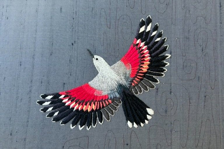 Wandering Wall Creeper