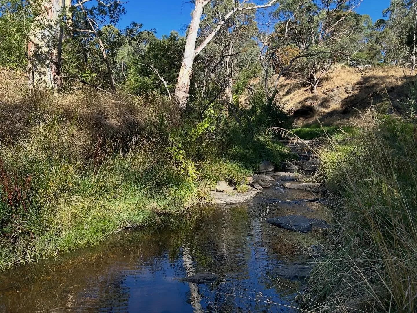 It was beautiful along the creek this morning ☀️ I am so lucky to have this bush land almost in my backyard. 
I picked a gum leaf - brought it home and did something I have been wanting to try for some time. I stitched it to fabric and outlined it in