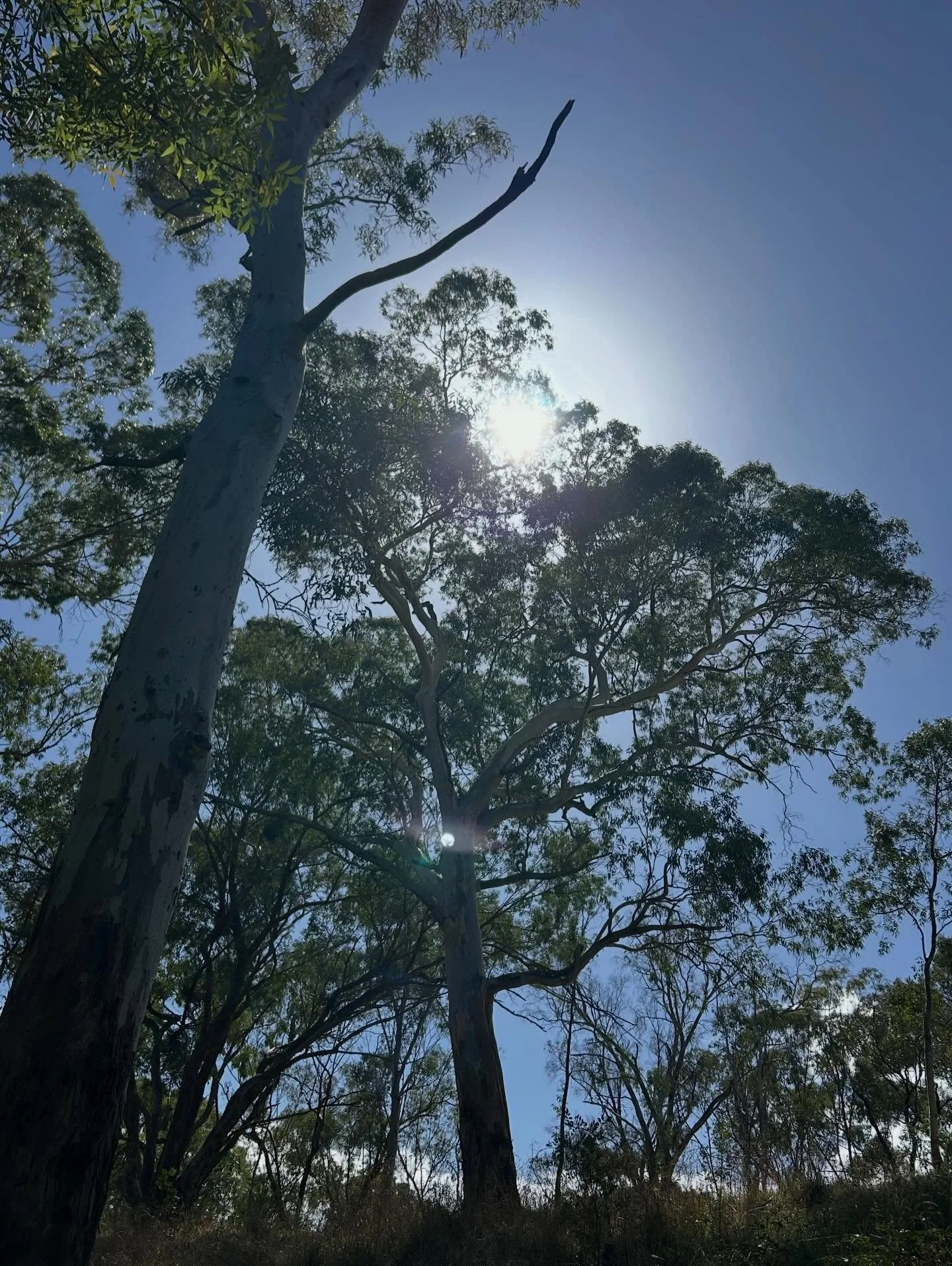 I hope you have all had a lovely long Easter weekend. ☀️ 
So gorgeous along the creek this afternoon. I truly wish you could hear the birds ☀️🦜❤️